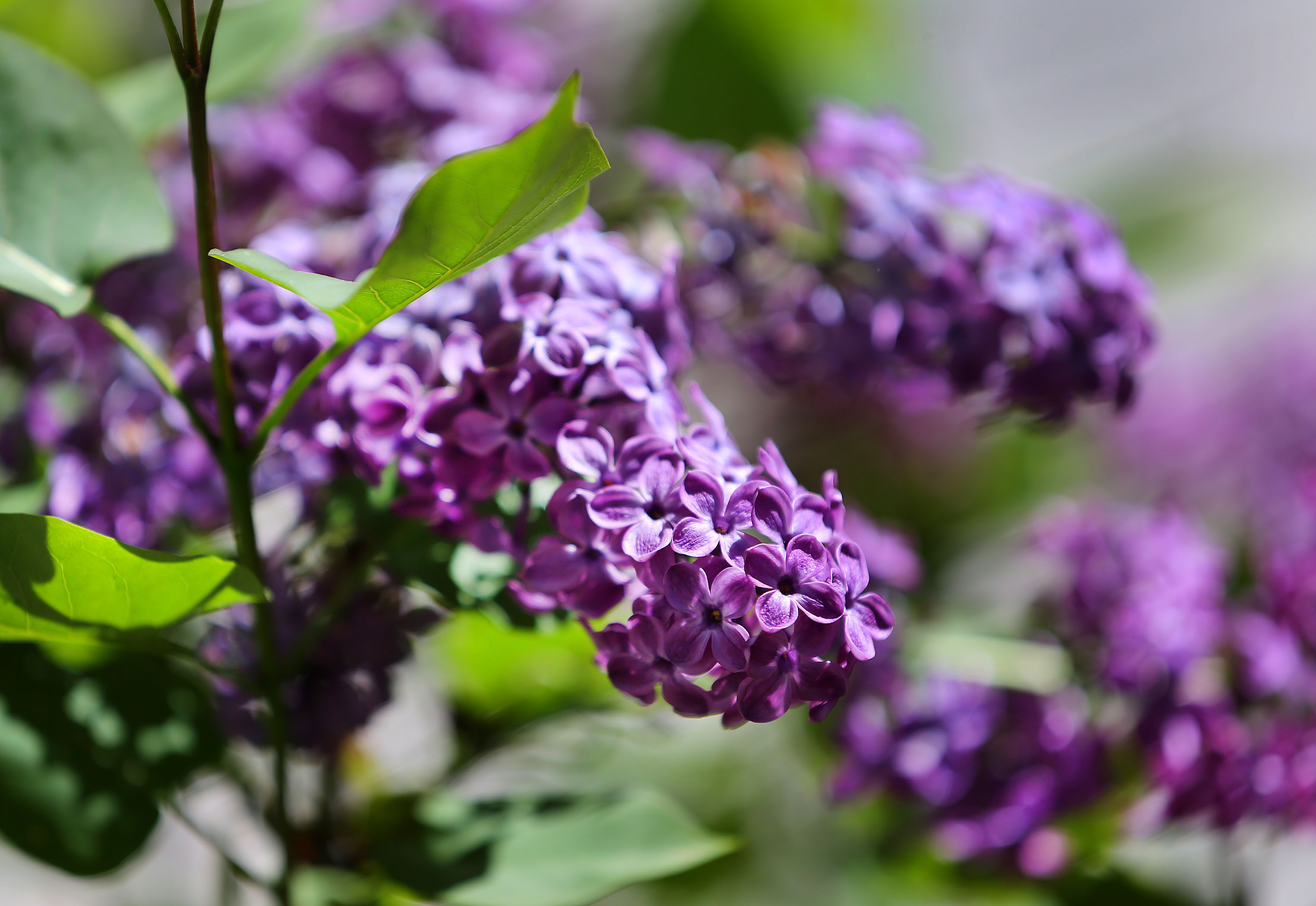 coop planten Alumi-Coop Classic