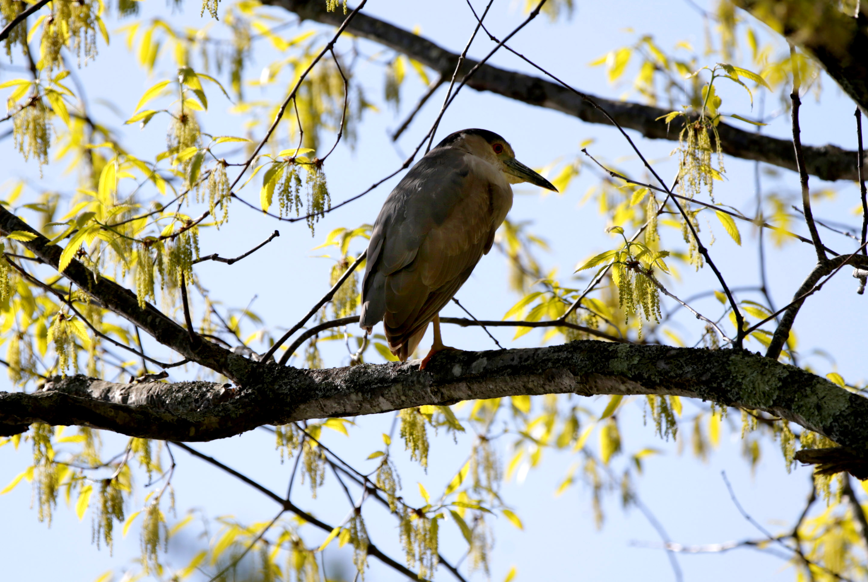A black-crowned night heron at Green Lawn Cemetery in Salem.