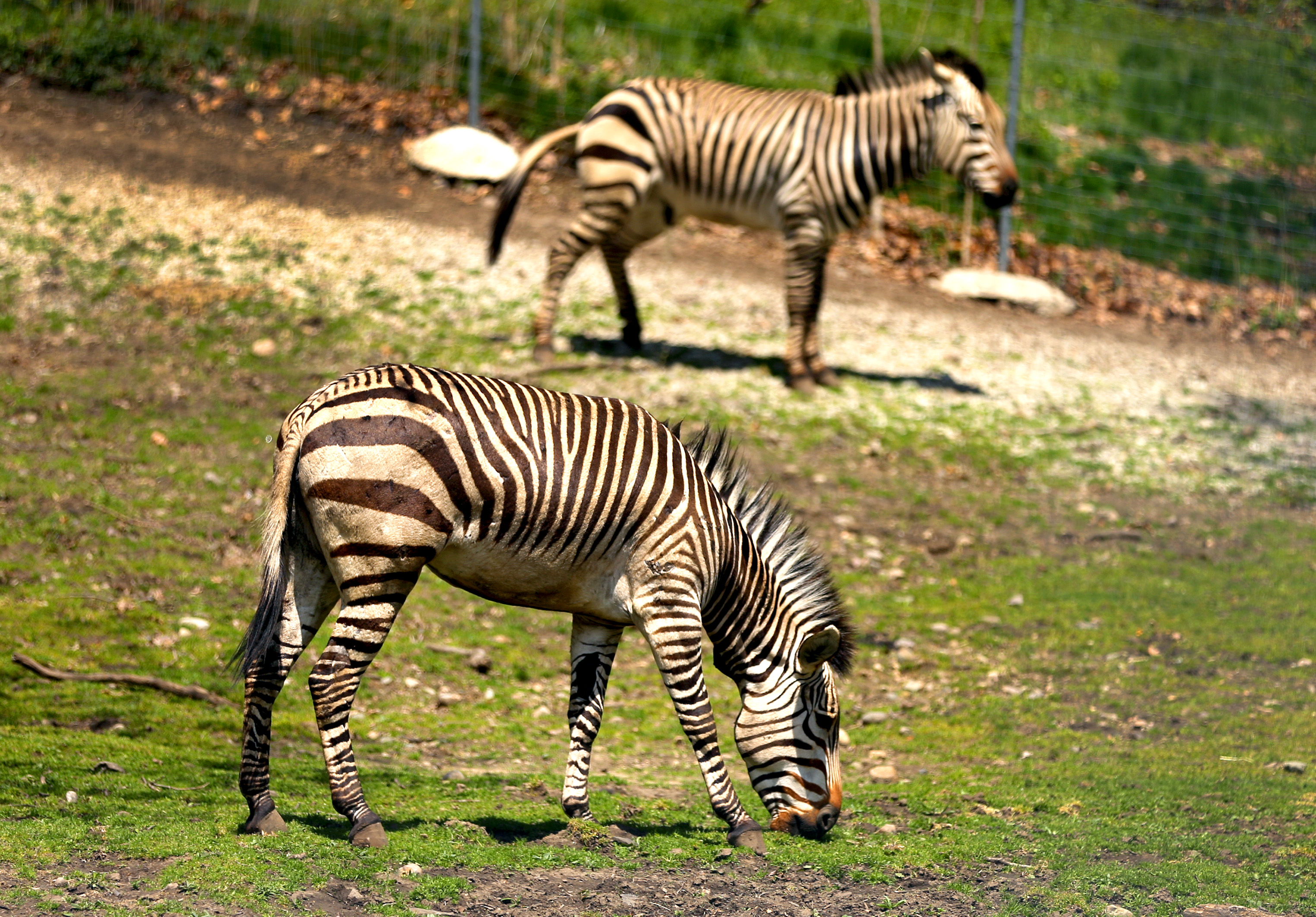 Zebras roam in their area at Franklin Park Zoo.