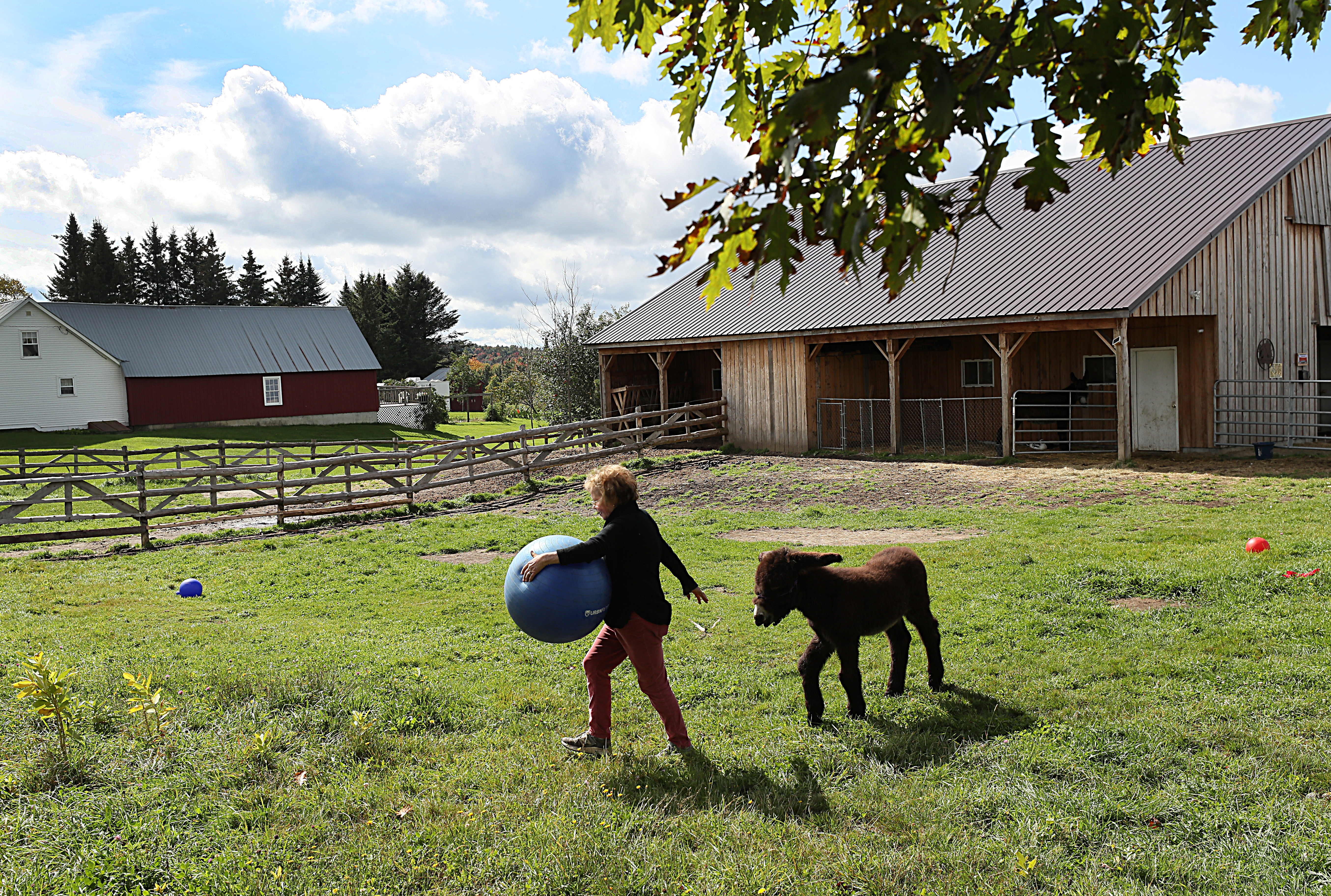 Bari Fischer played with Hamilton, the 10-week-old Baudet du Poitou donkey.