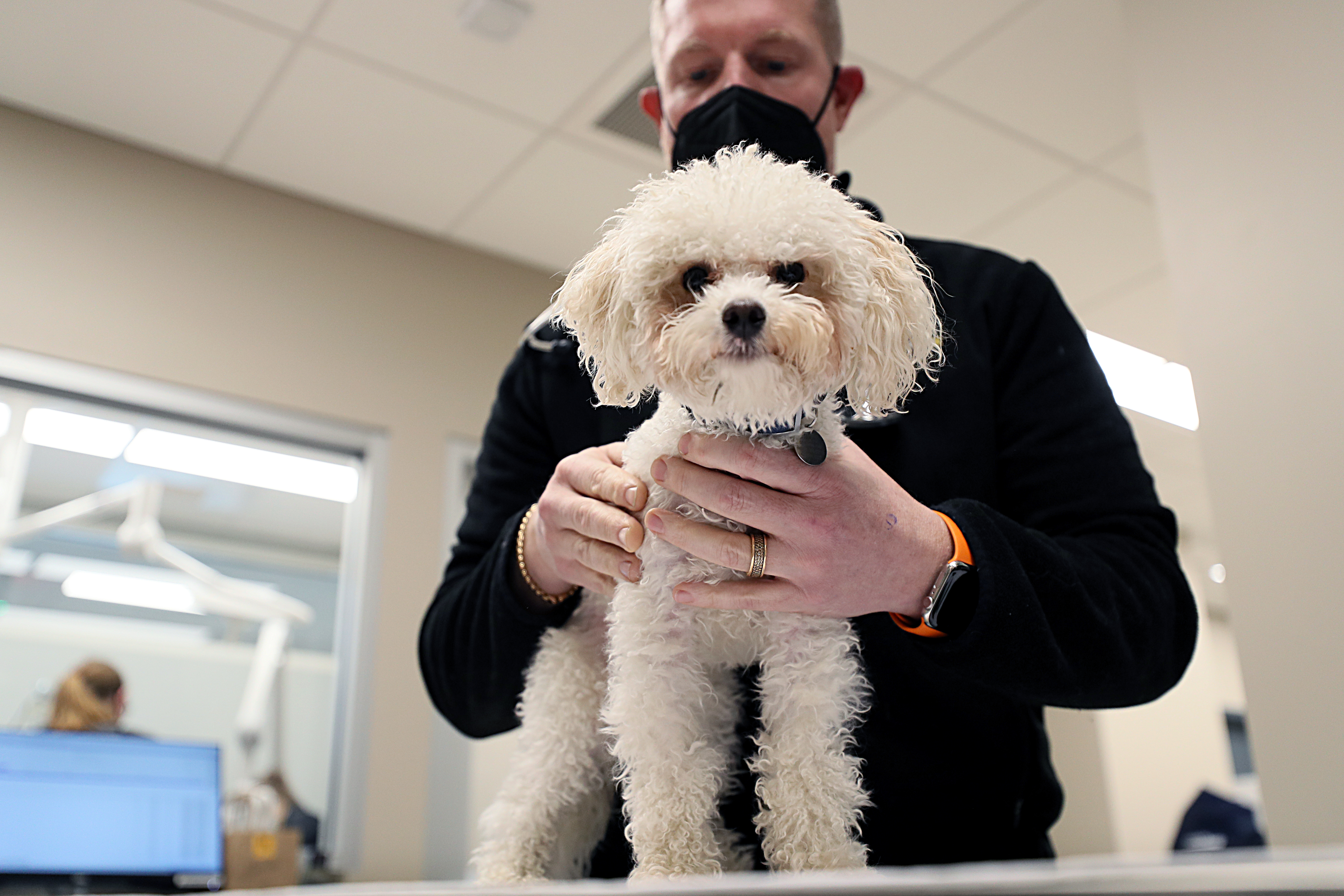 Veterinarian Brian Bourquin, owner of Boston Veterinary Clinic, worked on one of his patients at his Seaport location.