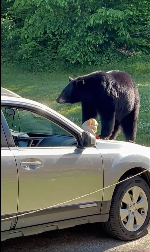 Watch: Police issue warning after bear steals bag of McDonald's