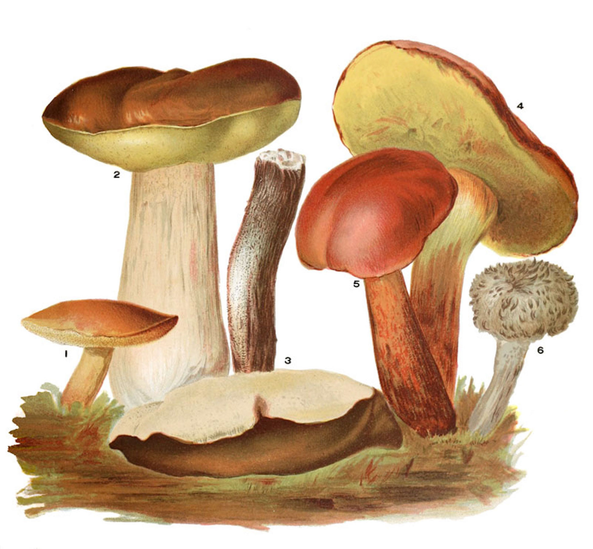 An image from "Mushrooms of America, Edible and Poisonous," (Boston L. Prang & Co., 1885, First edition), which will be on sale at the Boston International Antiquarian Book Fair.