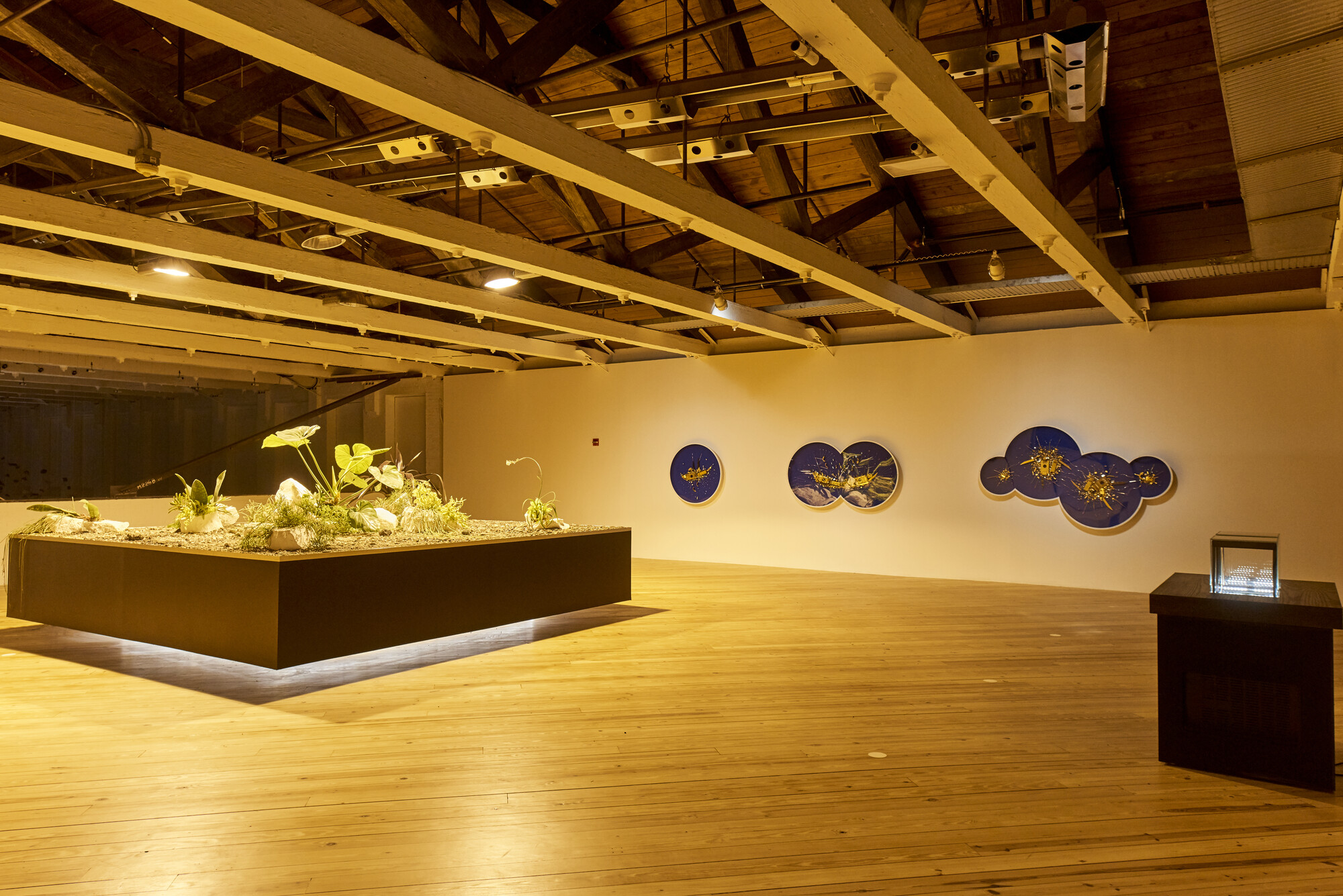 Plants overlook Glenn Kaino's "In the Light of a Shadow" at Mass MoCA.