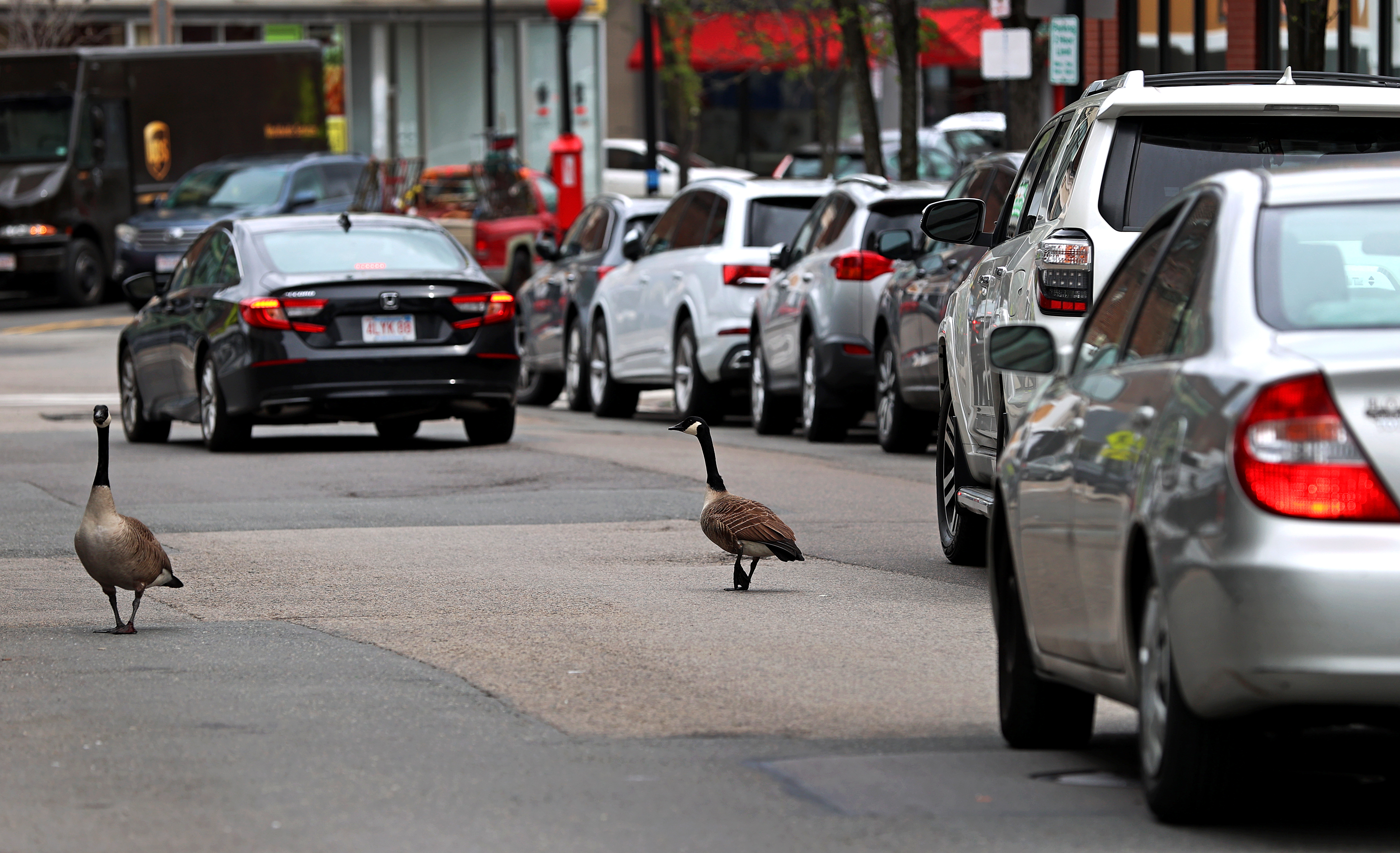 Canada goose in outlet boston ma