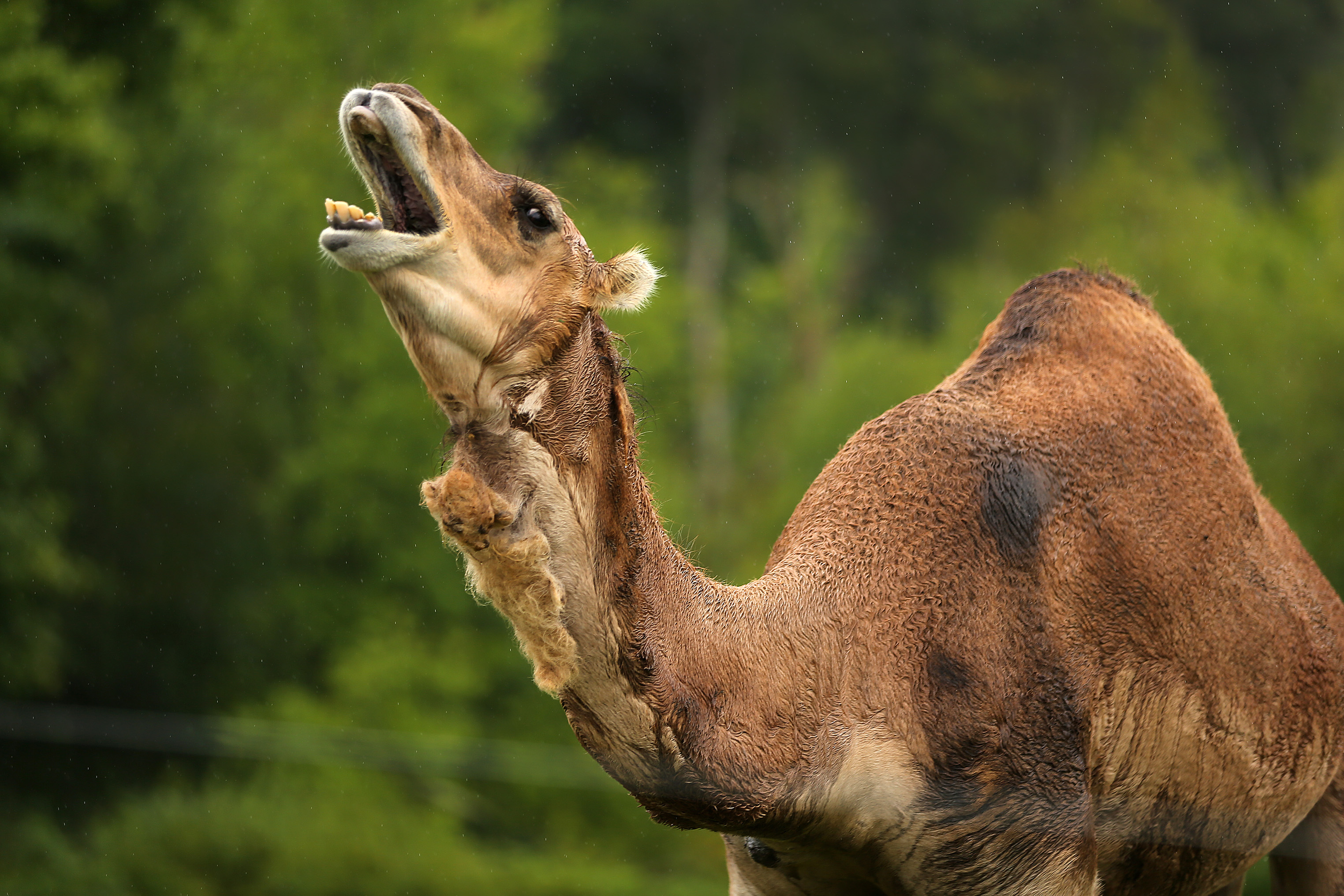 What does it take to get meat on the grill for Labor Day? A whole lot