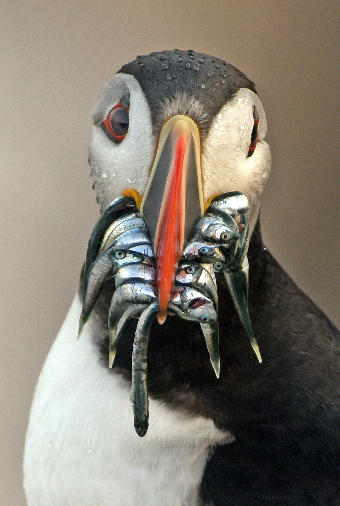 A bellwether of climate change, puffins are struggling to survive