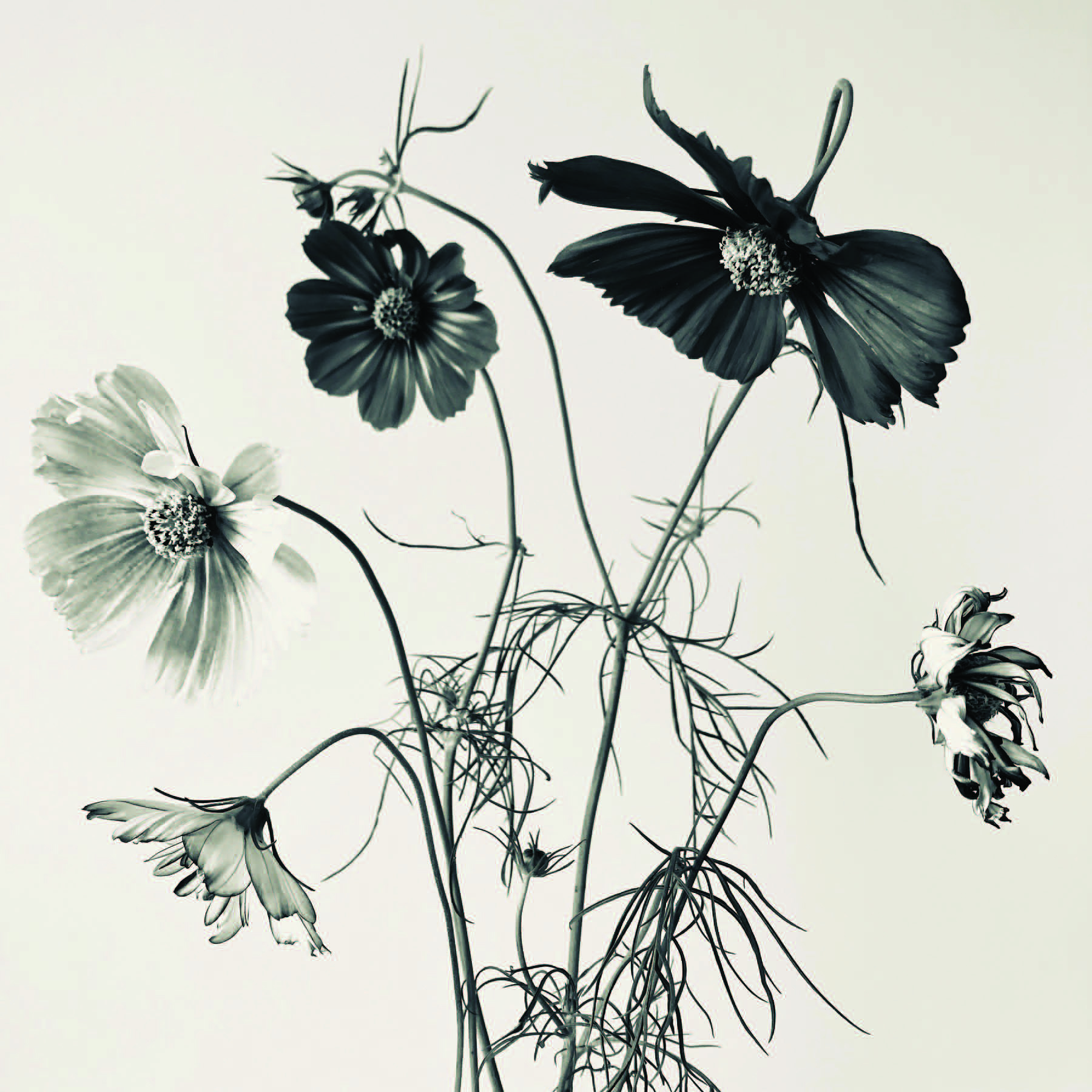 The photographs of Libby Ellis are on display at The Carnegie Museum in Edgartown on Martha’s Vineyard.