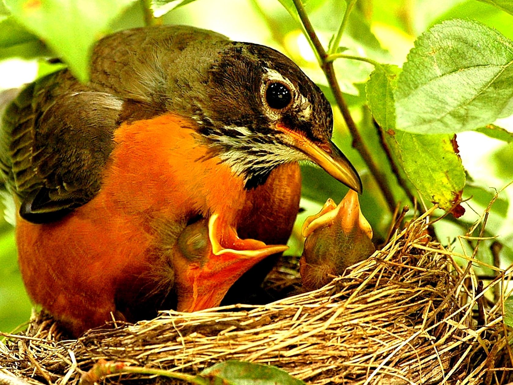 Avian architects weave their magic during nesting season - The Boston Globe