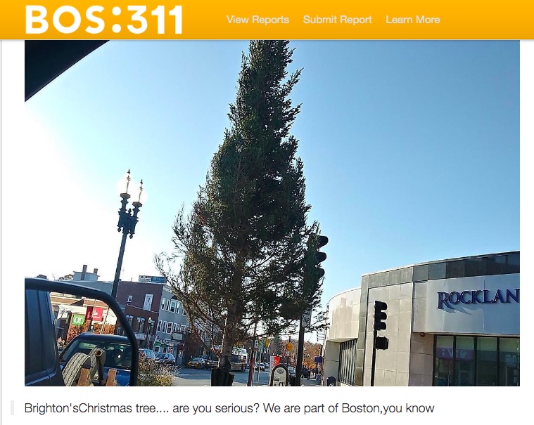 One of the complaints lodged on BOS:311 about the Brighton tree.