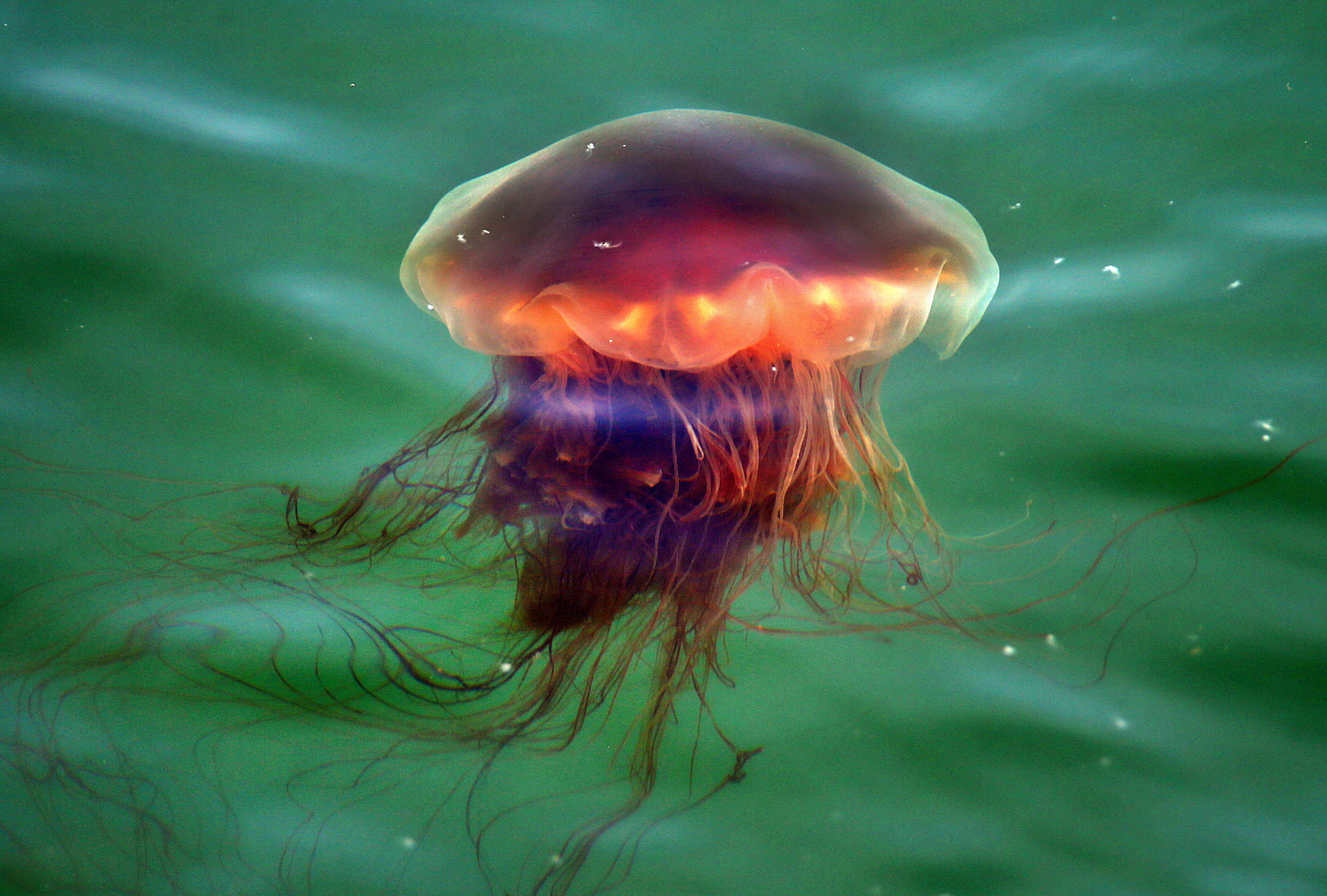Чем опасны медузы. Медуза цианея. Медуза волосистая цианея. Медуза цианея гигантская. Цианея медуза ядовитая.