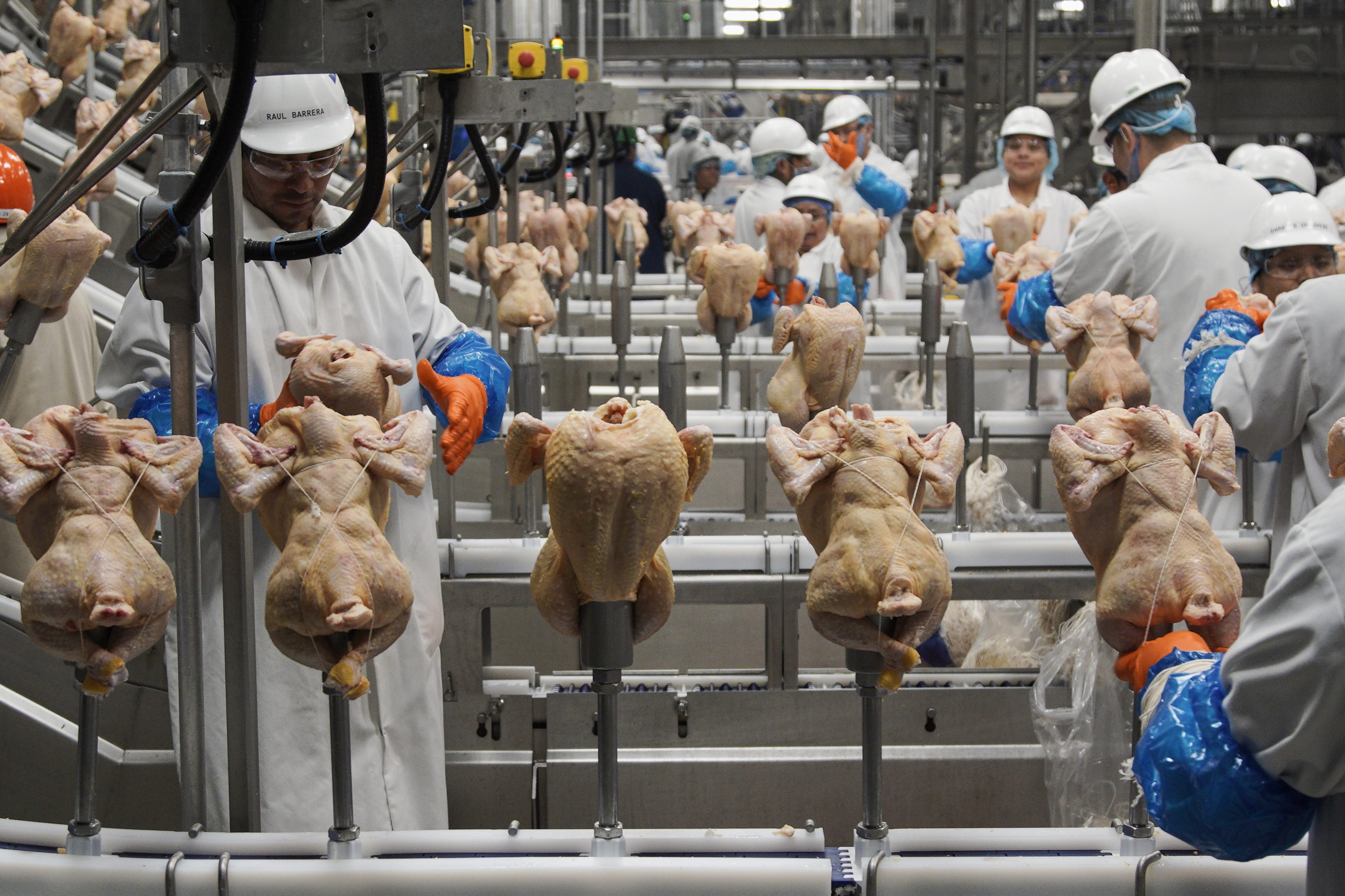 Salmoneloses - aviNews, the global poultry magazine