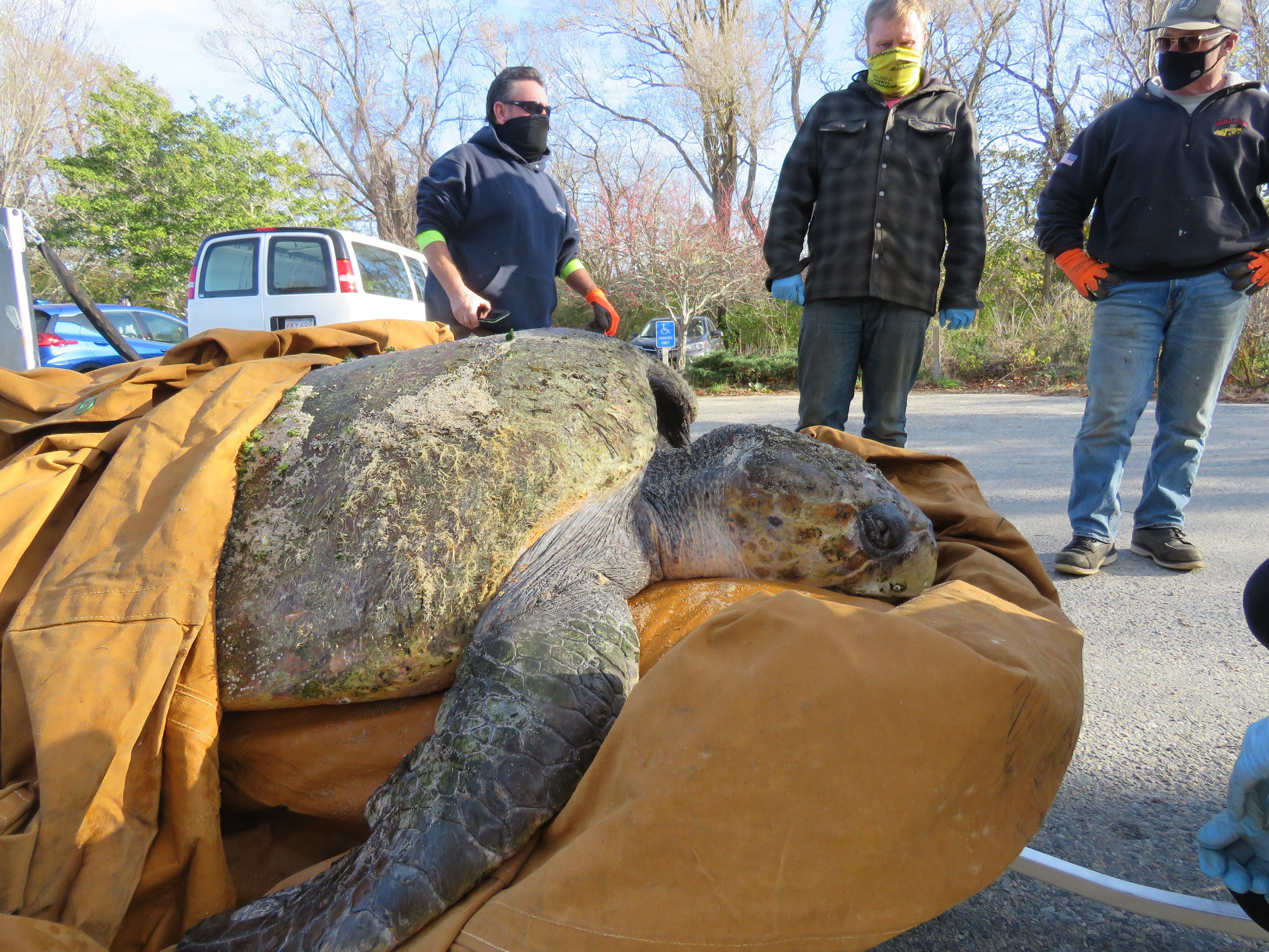 Turtle discount beach 350