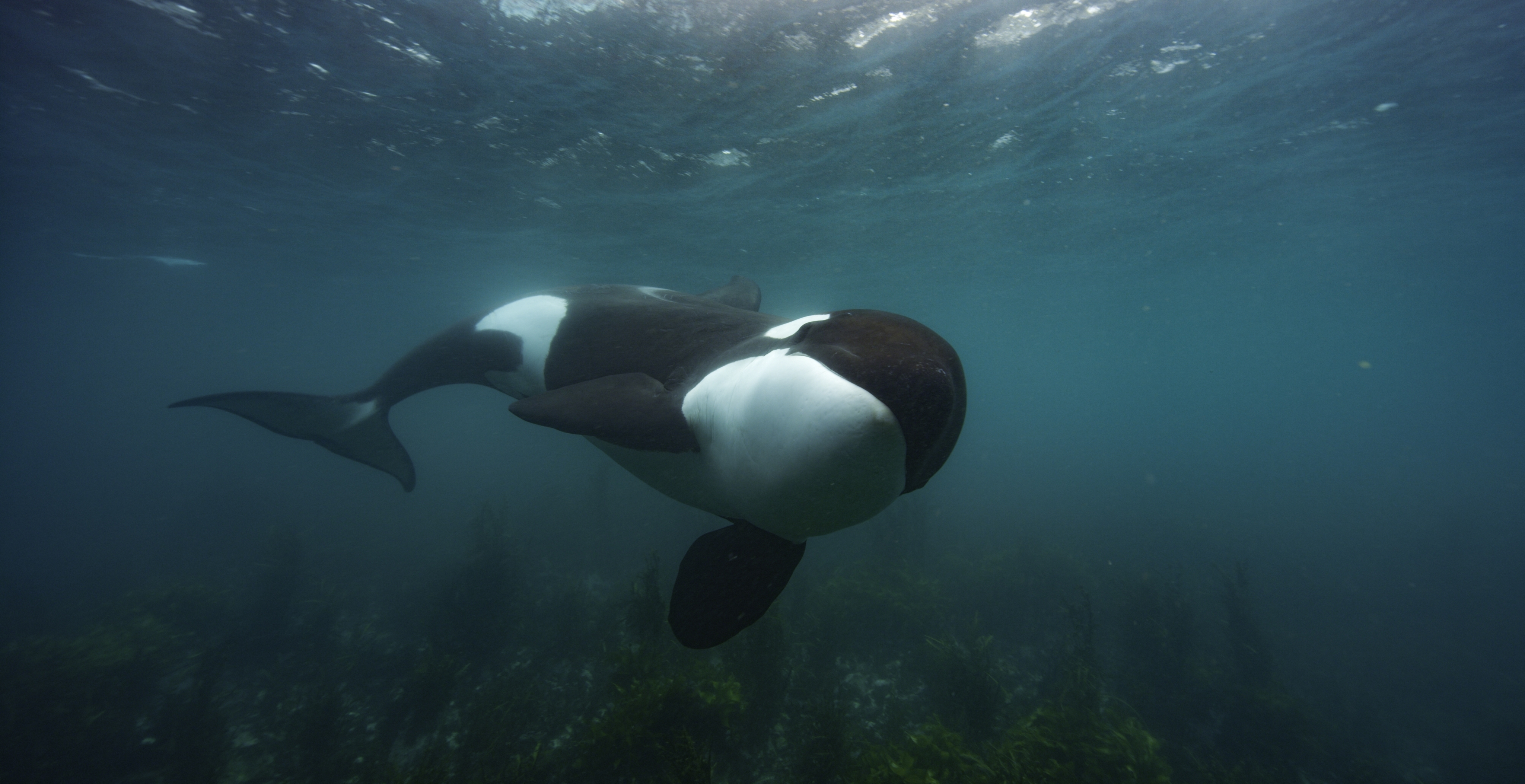 An orca swimming off the coast of New Zealand. From "Secrets of the Whales."