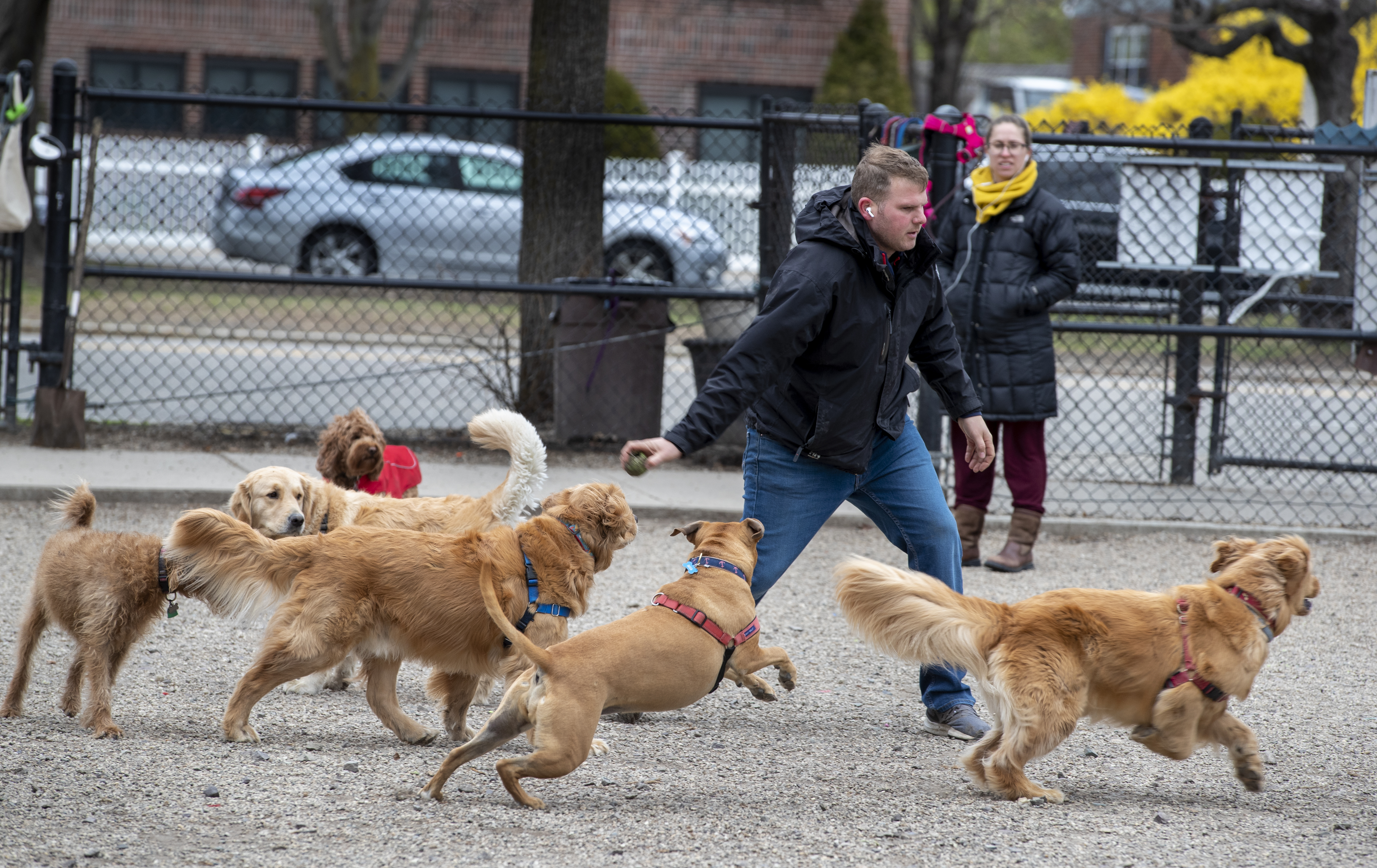 Six dogs and one tennis ball at a dog park off Day Blvd in South Boston, March 2020.