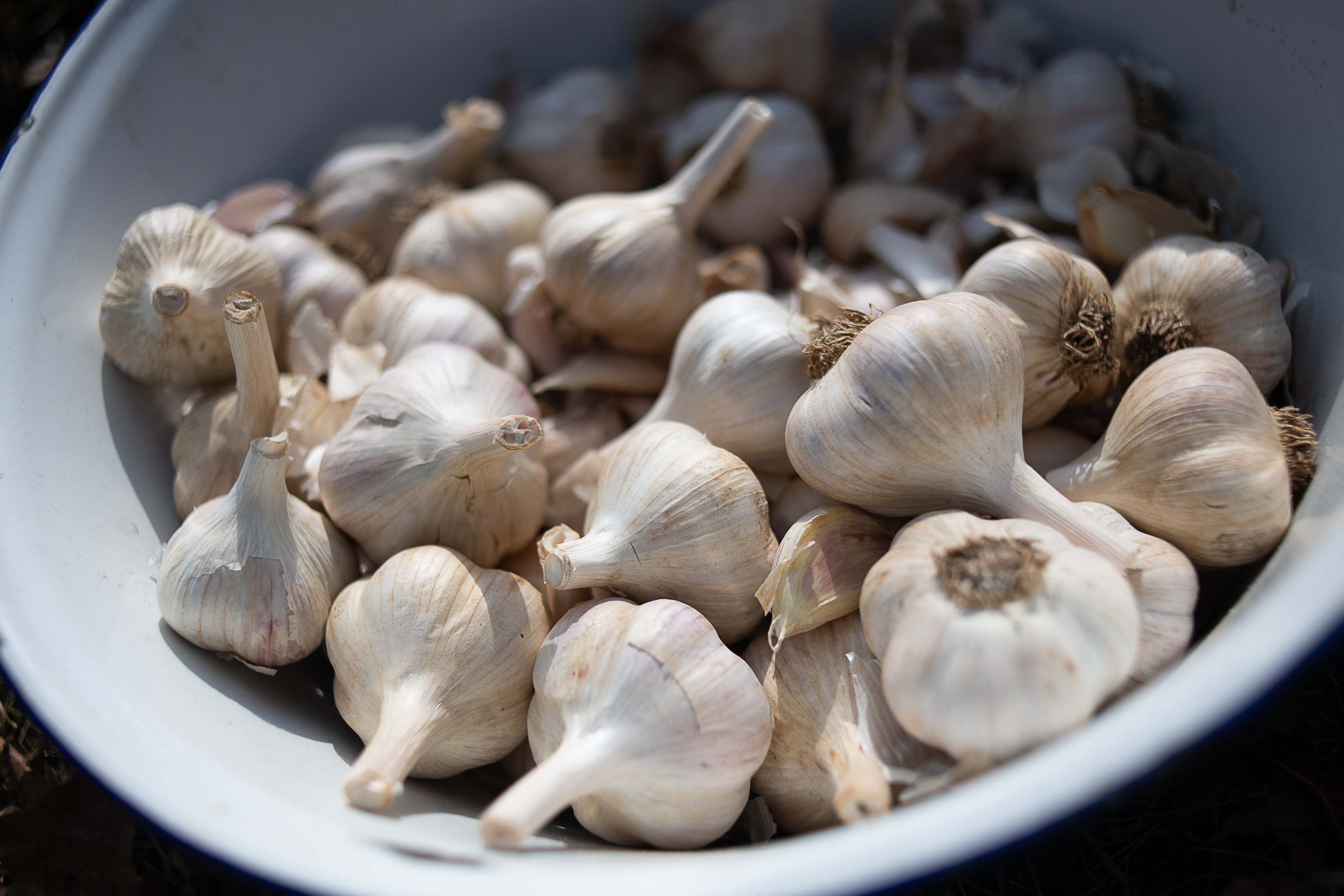Garlic will be harvested and offered to audience members as part of the inauguration event.