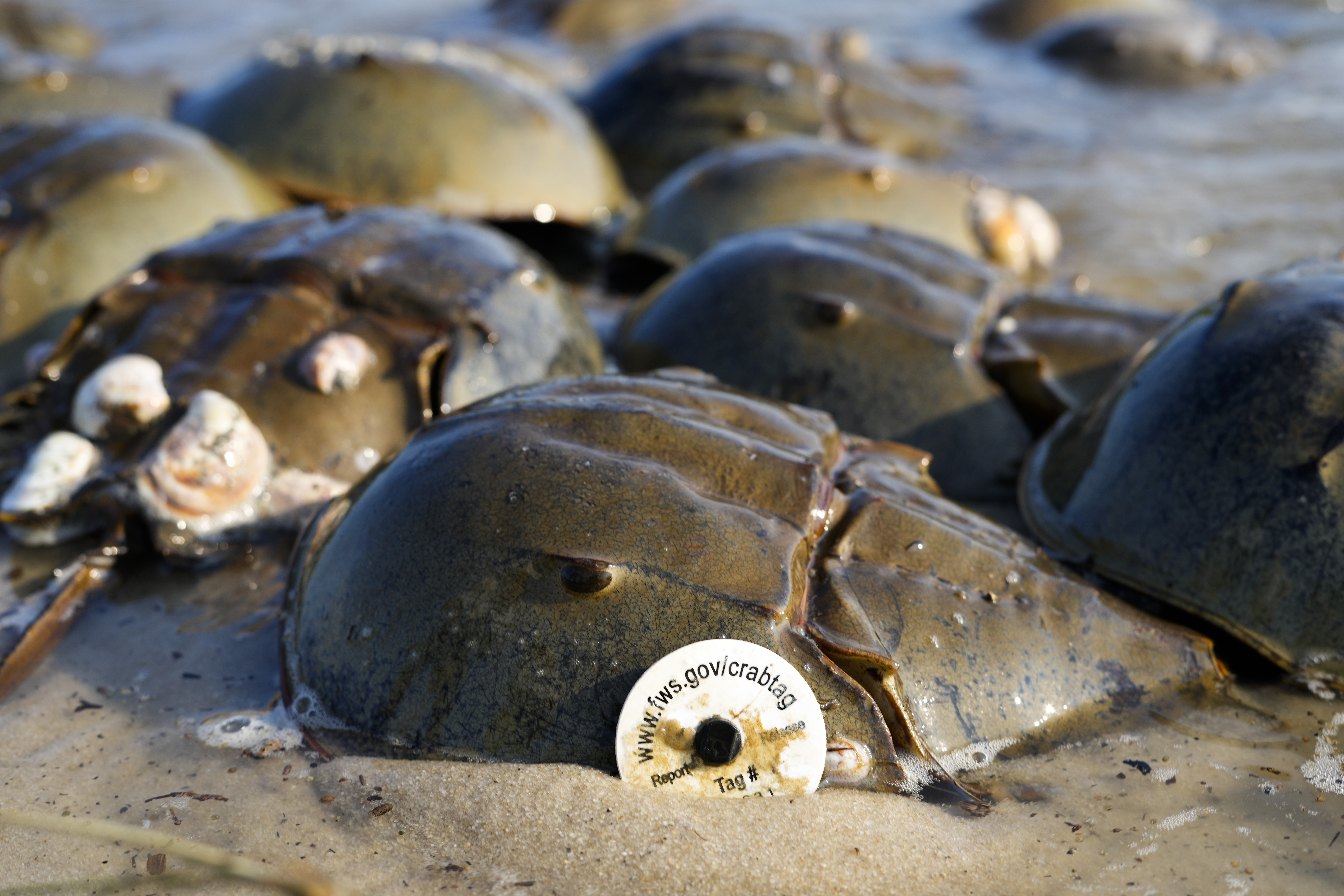 Set of 2 Burps — The Horseshoe Crab