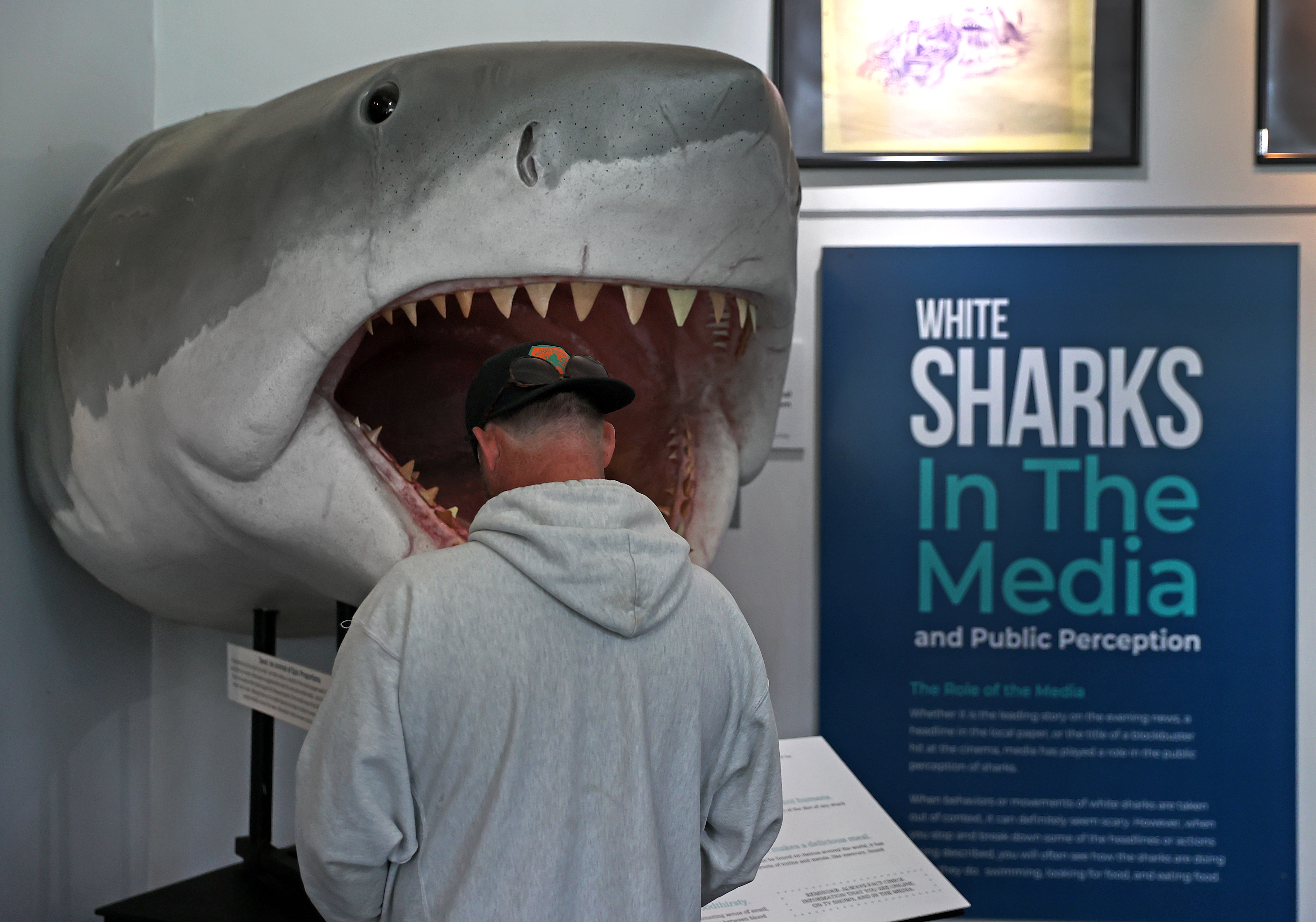 The truth about 'fair competition' and other insights from Shark