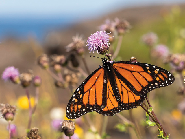 A late season monarch.