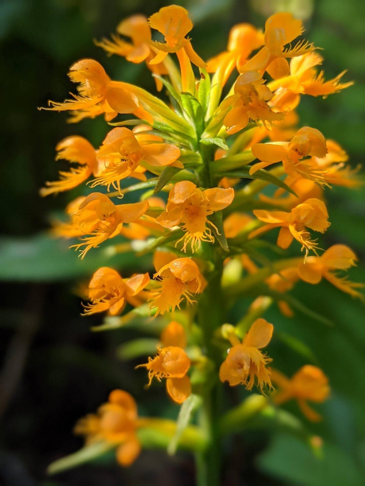 The crested fringed orchid was rediscovered in Bristol County recently by state botanist Robert Wernerehl.