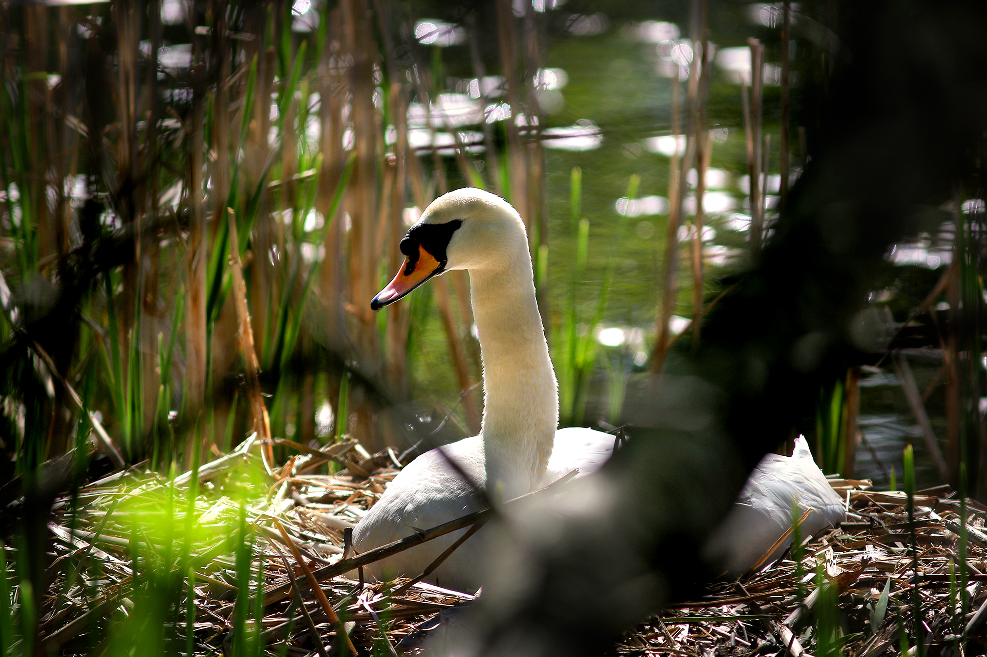 A swan guarded its nest on the Mystic River in Medford.