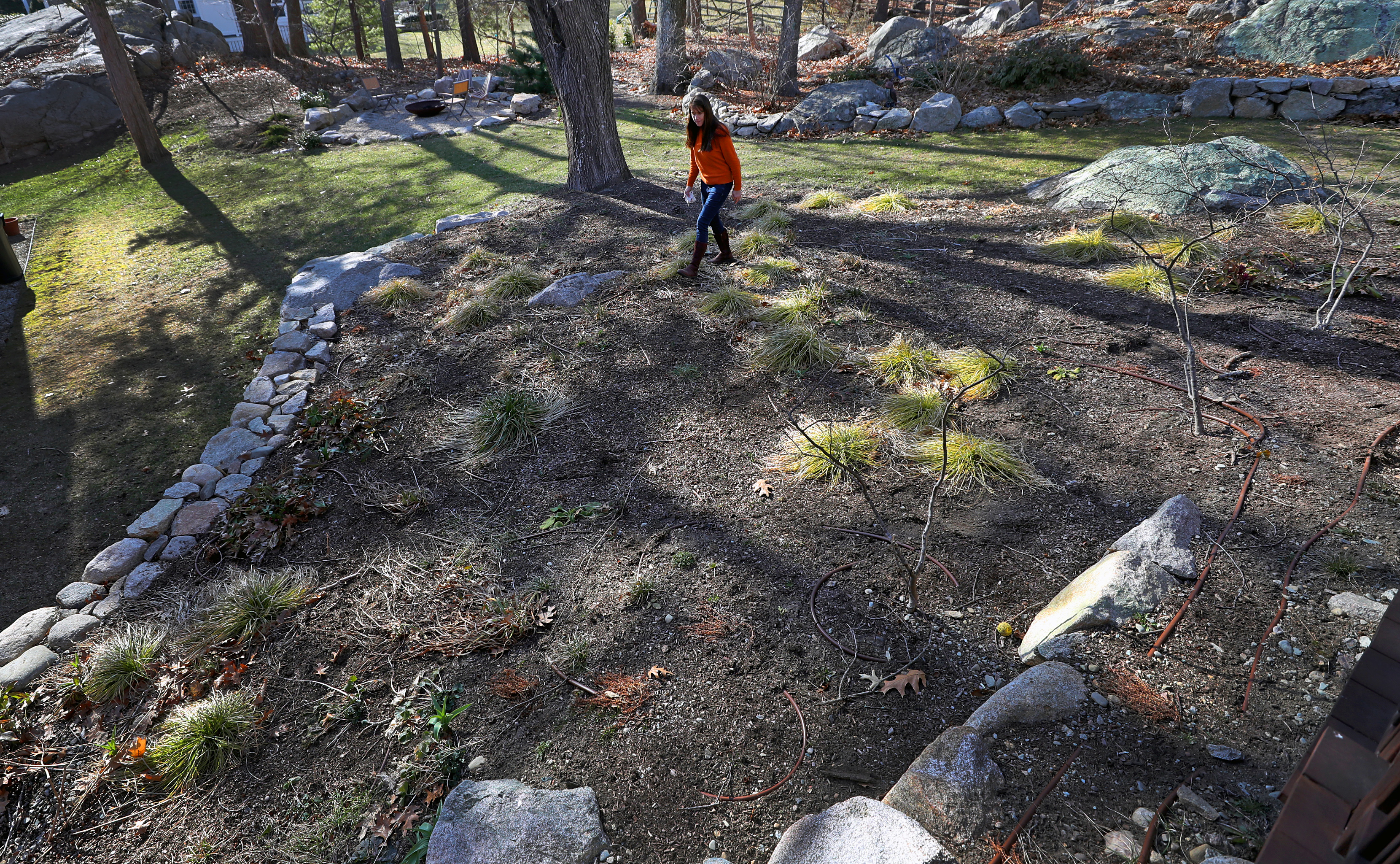 Landscaper designer Tish Campbell assesses the winter damage to a garden in Hingham that's filled with native trees and shrubs.
