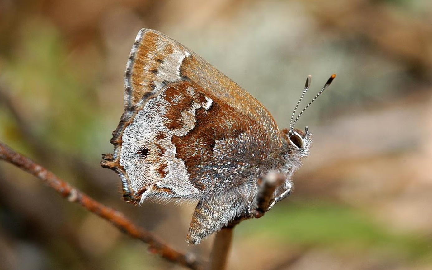 A butterfly to carry good news to the world. by Pedro Martinez