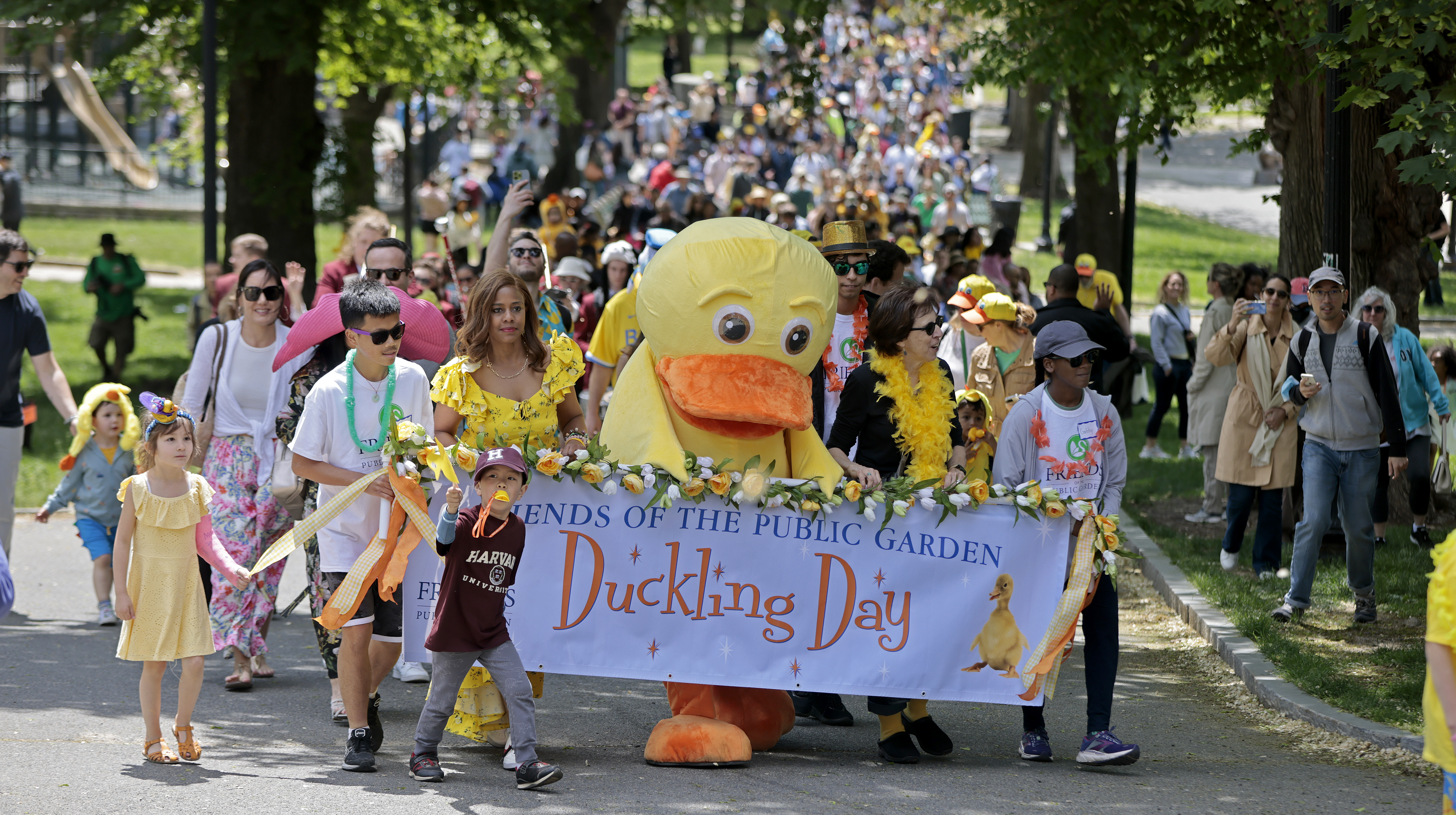 Ducklings parade across Boston Common, Public Garden celebrates beloved  childrens book - The Boston Globe