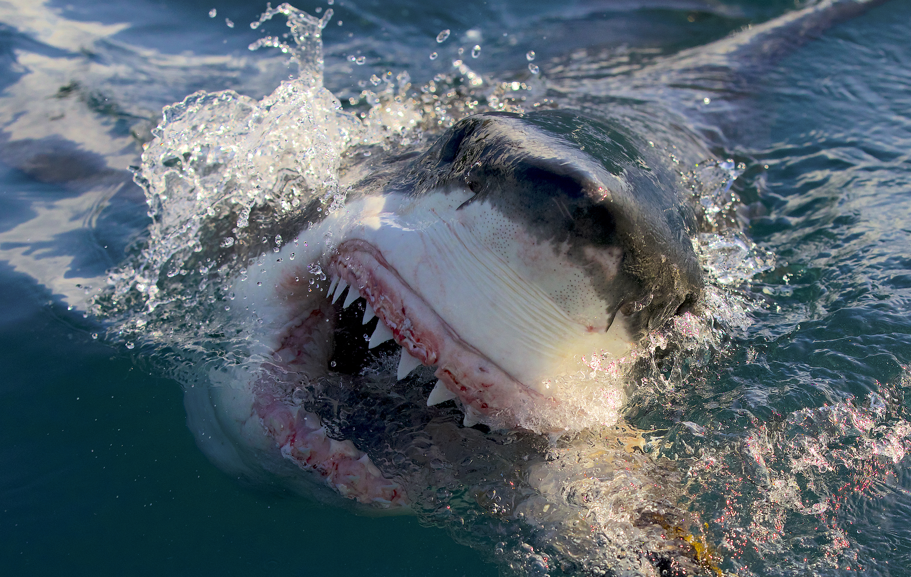 Mammoth Deep Blue shark photos go viral – Boston Herald