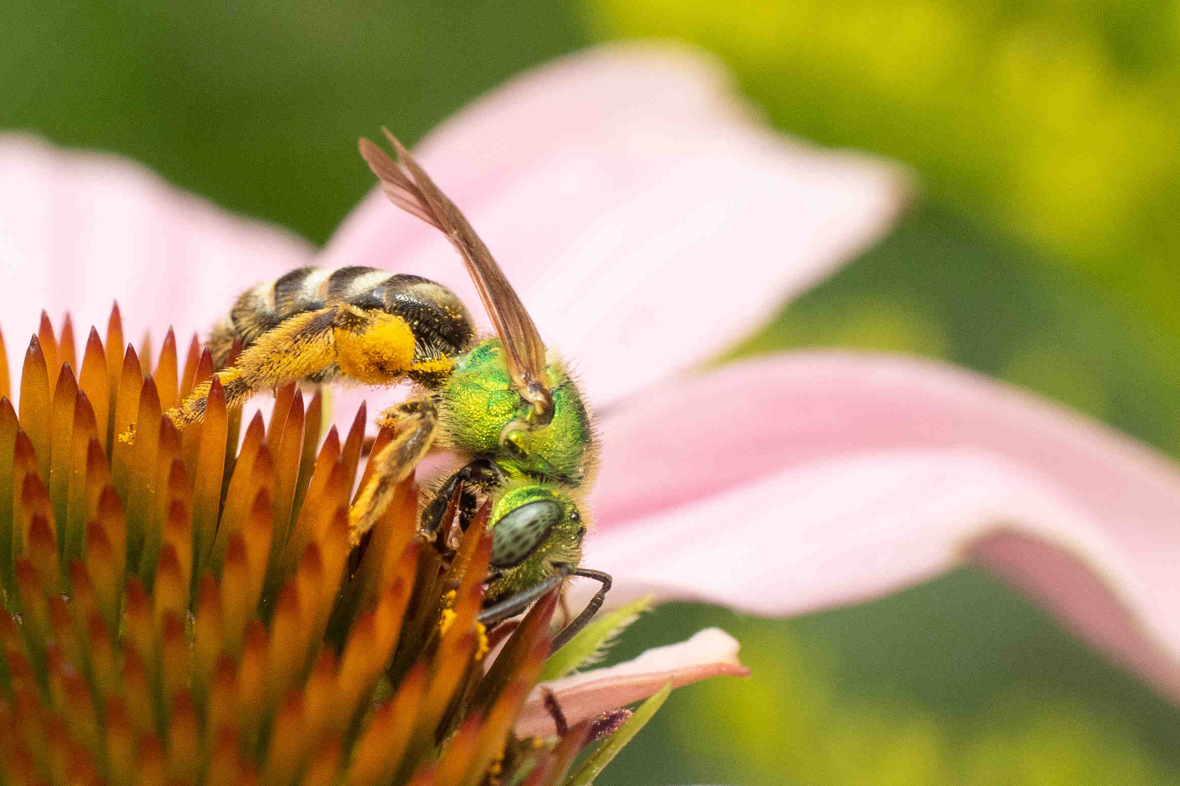 The Reason I Keep Bees — Edible Boston
