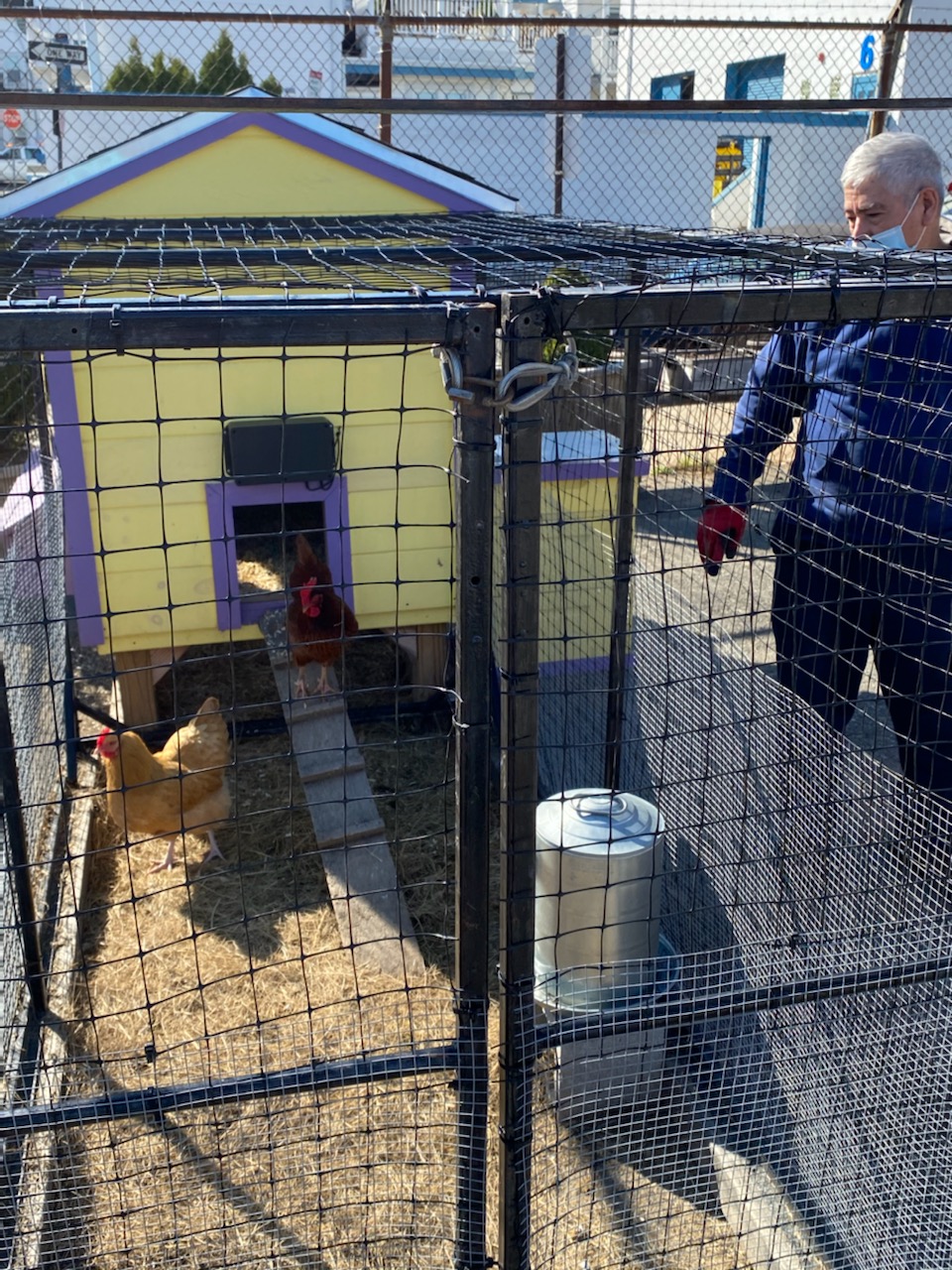 Three chickens have been living in this coop in Eagle Square in East Boston.