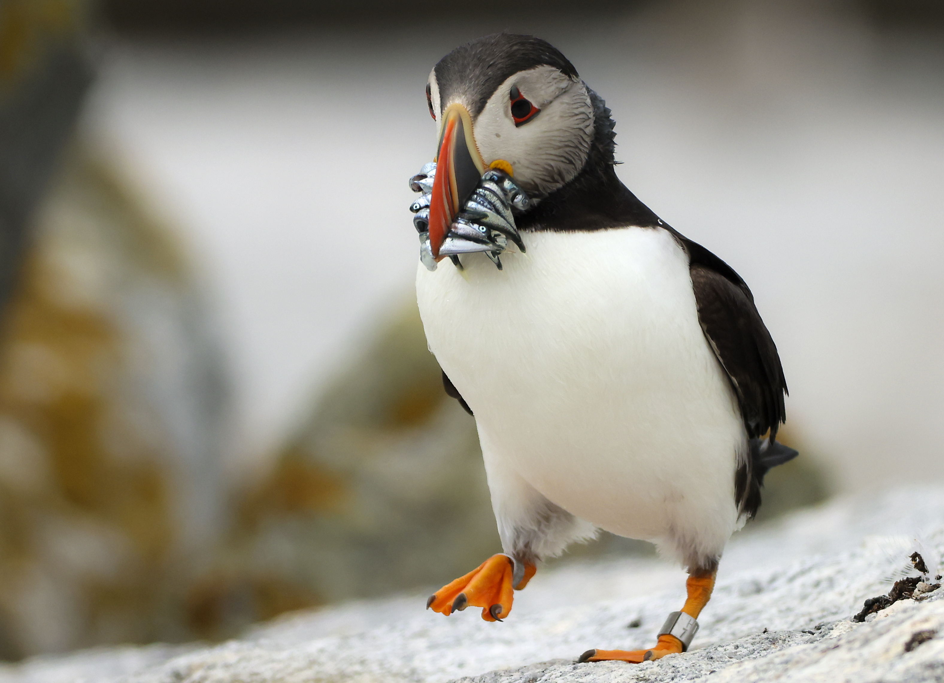 Maine puffins are rebounding and enjoying sand lance