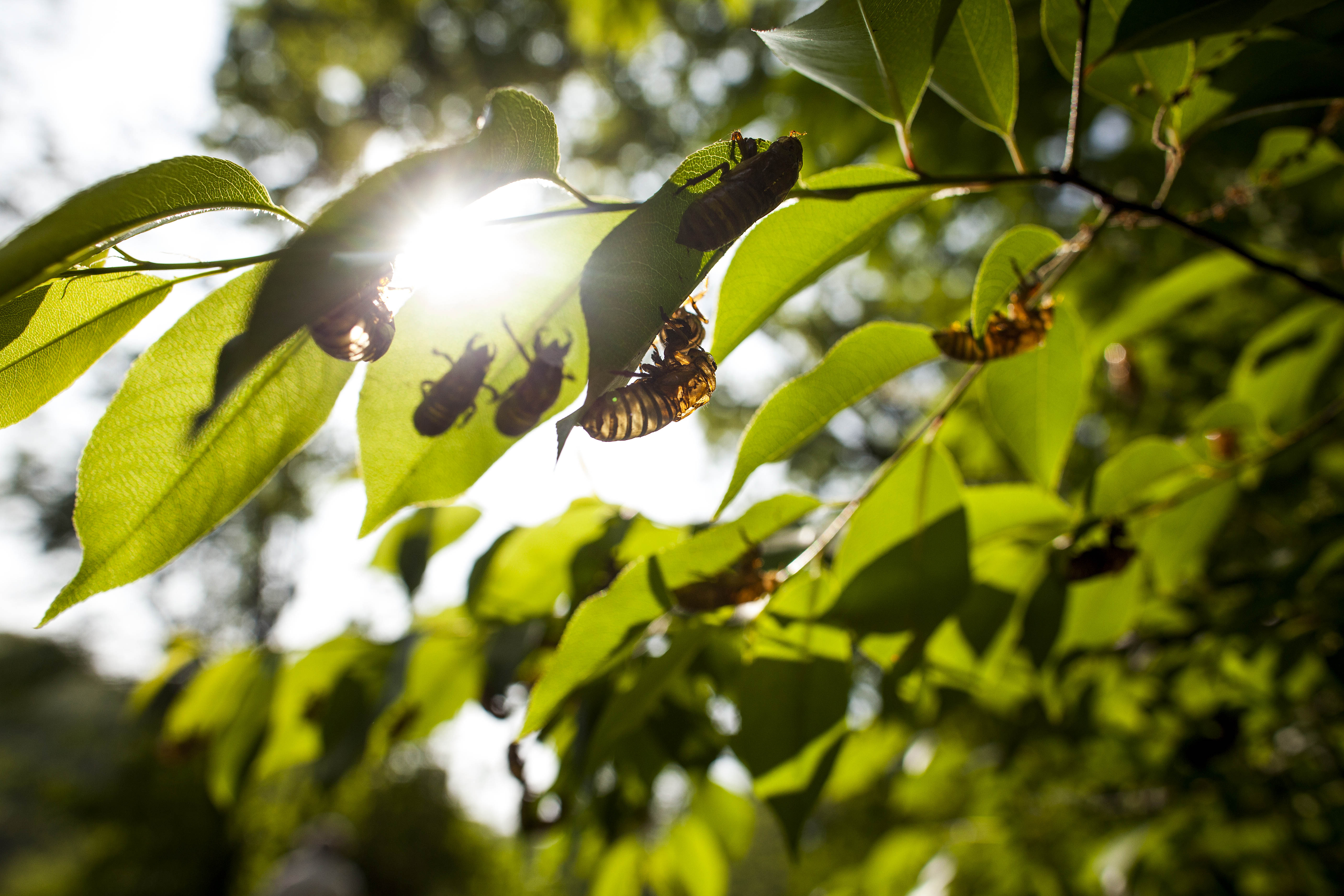 Cicada exoskeletons hung in New York.