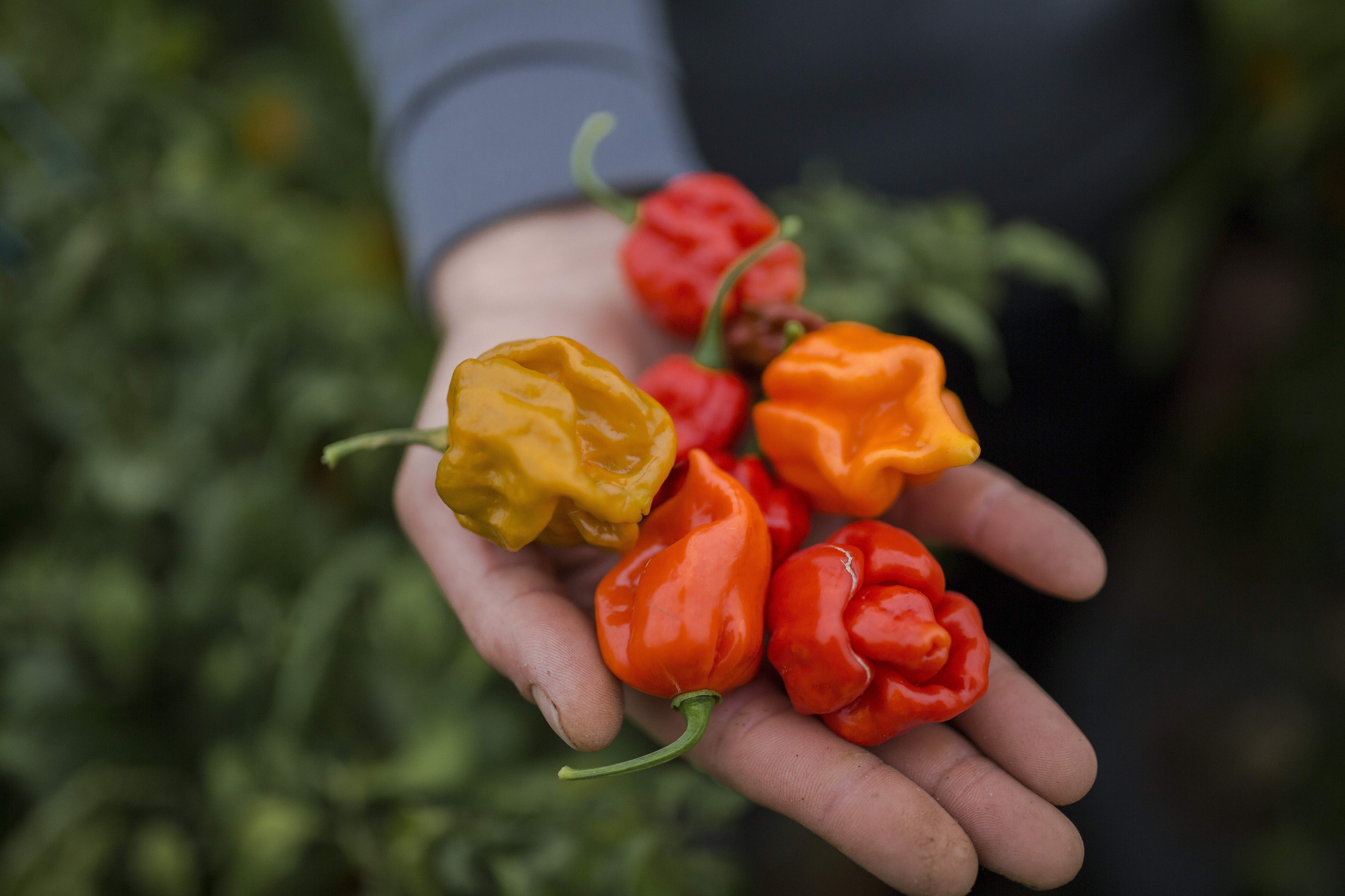 Brain effects of 'hottest pepper in the world' put man in hospital