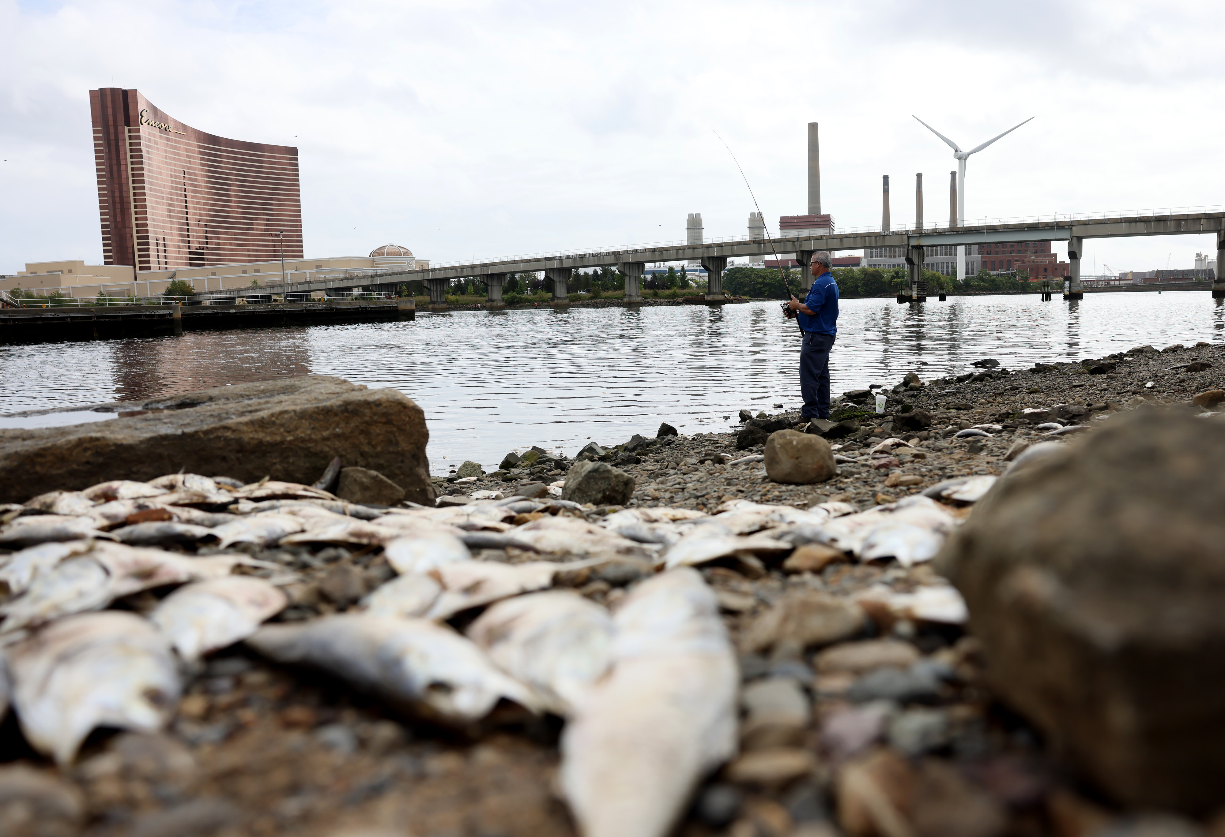 Thousands of dead fish are piling up on the shores of the Mystic River near  Assembly Row — again - The Boston Globe