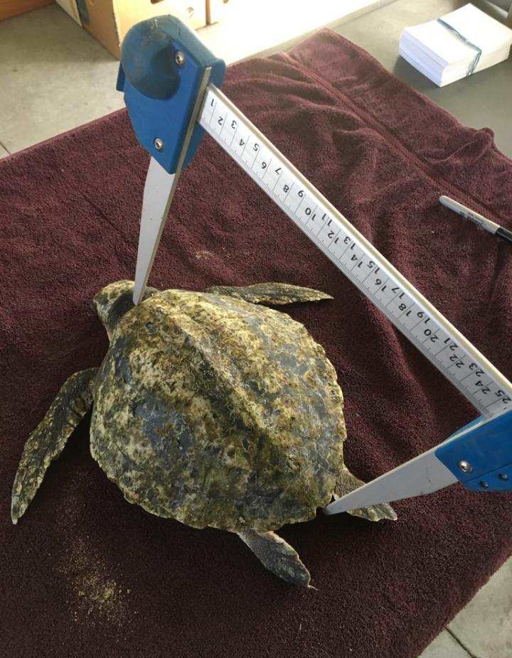 A cold-stunned Kemp’s ridley sea turtle is measured and weighed at Mass Audubon’s Wellfleet Bay Wildlife Sanctuary.