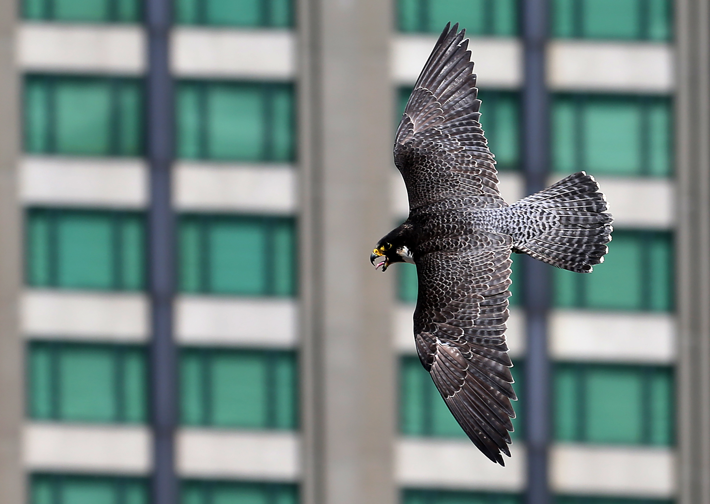 Peregrine falcons are back at Building. Watch live - The Boston