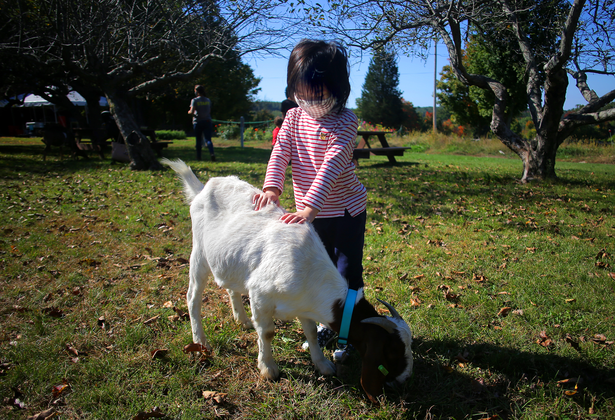 Cornelius Nguyen, 4, visited with a goat at Chestnut Hill Farm.