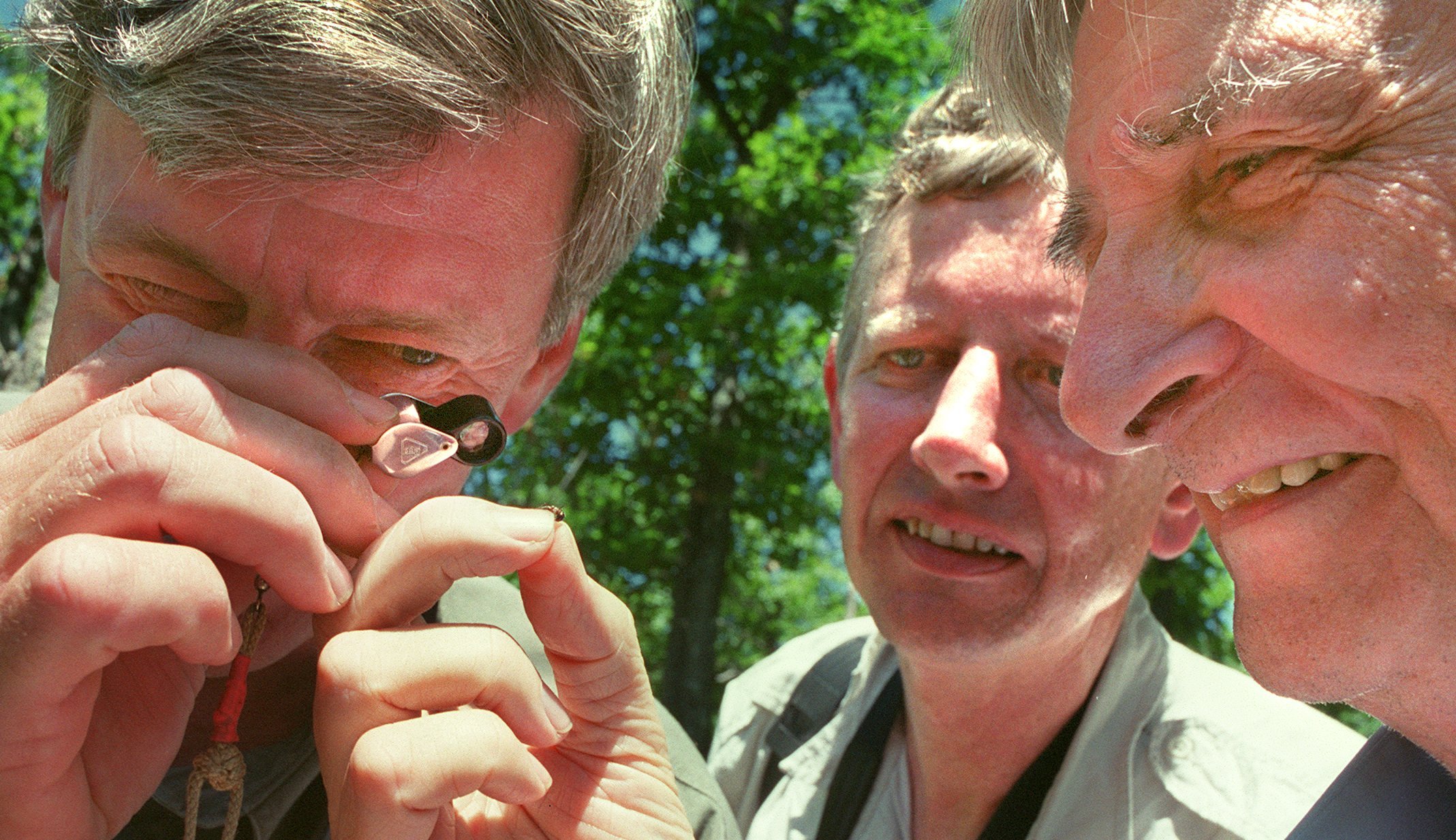 Le Dr Wilson (à droite) tenait une fourmi de construction de monticules Allegheny pour Robert Durand, alors secrétaire à l'environnement pour le Massachusetts, avec l'auteur du guide de terrain et chef de voyage Peter Alden à Groton.