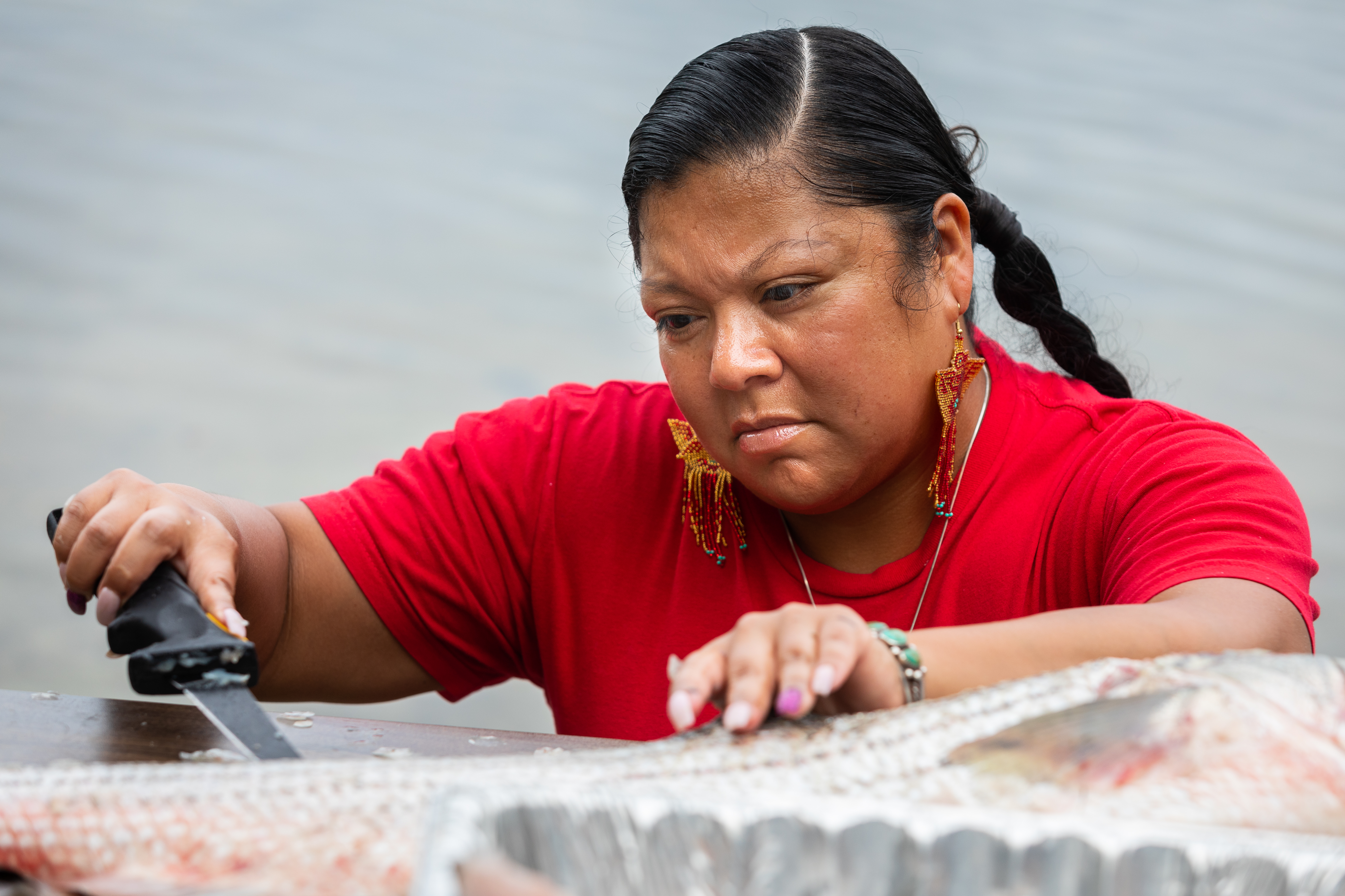 Rachael Devaney, a member of the Eastern Woodlands Rematriation Collective, descales a striped bass.