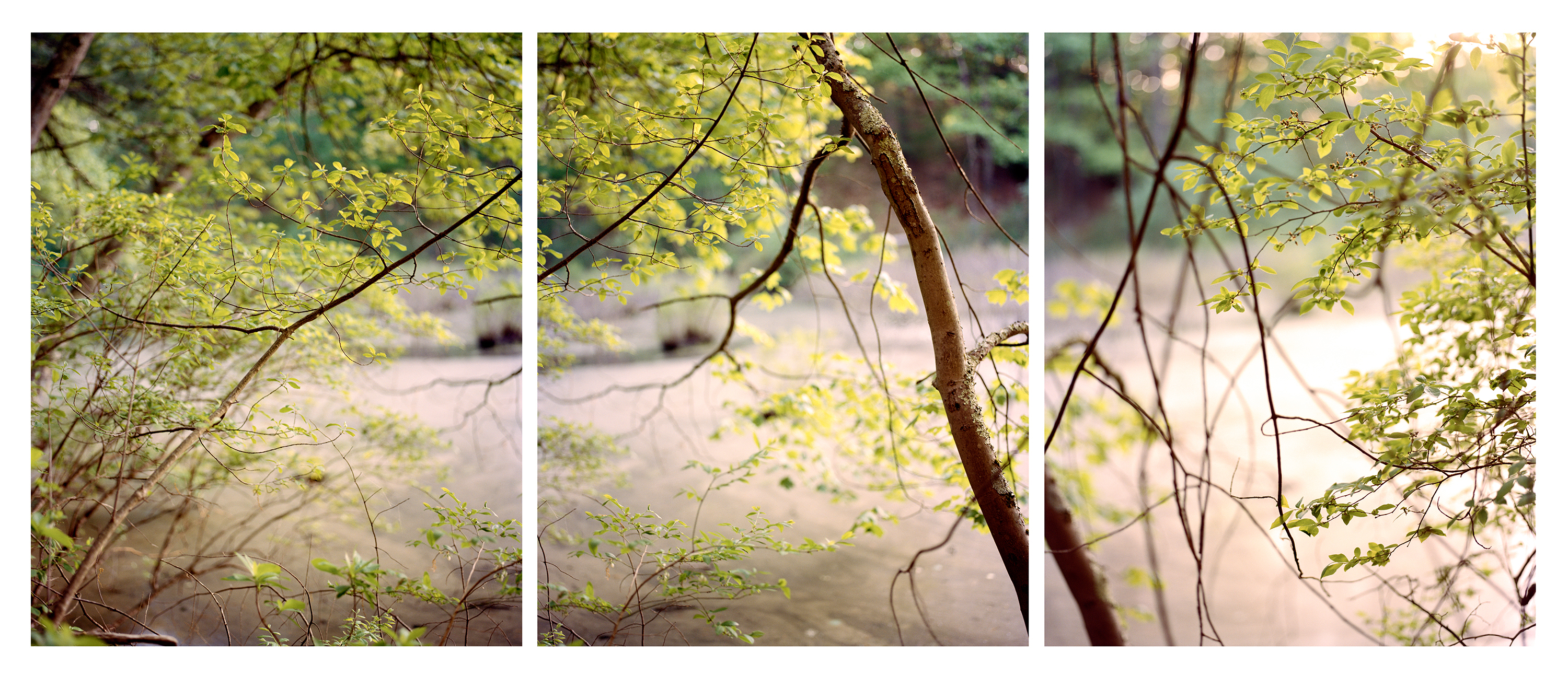 Suzanne Revy, "Trees alongside a Vernal Pool, October Farm," 2020
