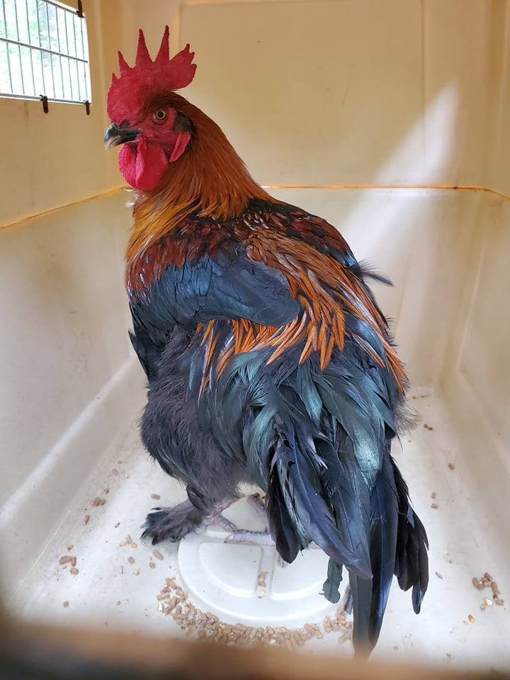 Two animal control officers teamed up to rescue this rooster that was wandering around F. Gilbert Hills State Forest.