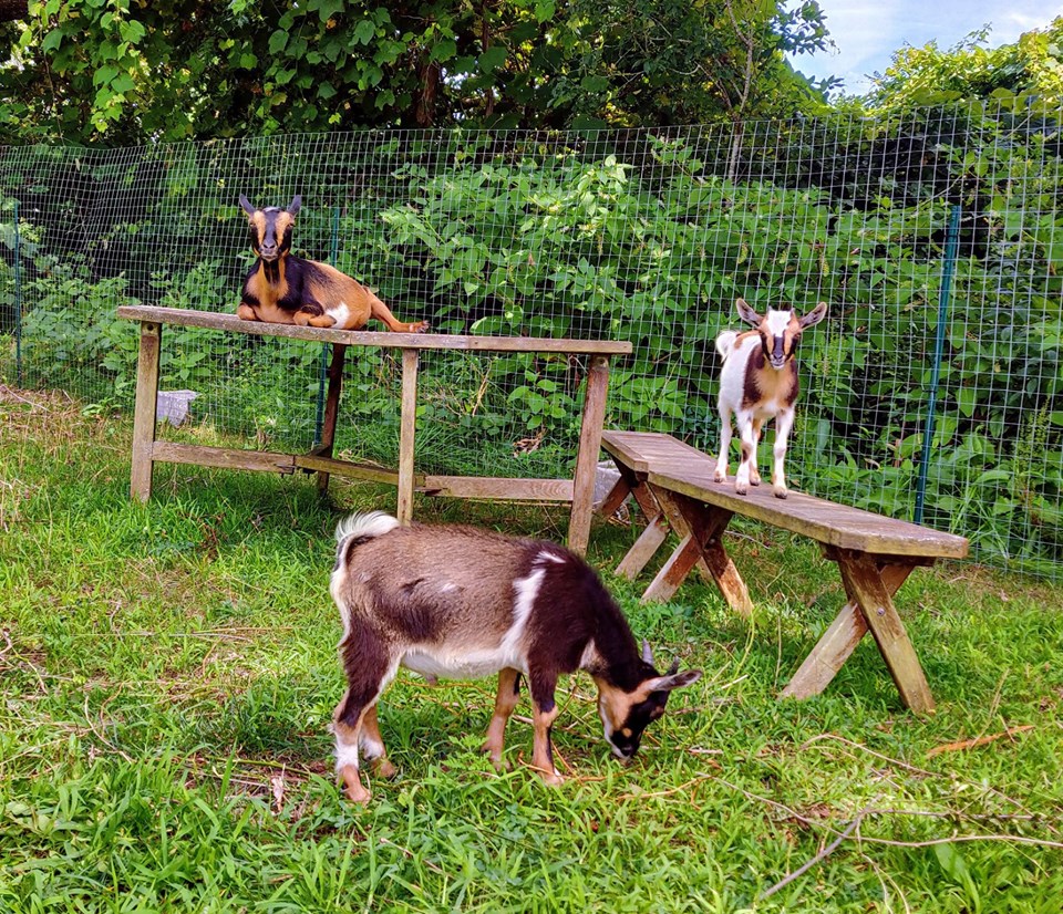 The Sesuit Harbor House has goats.