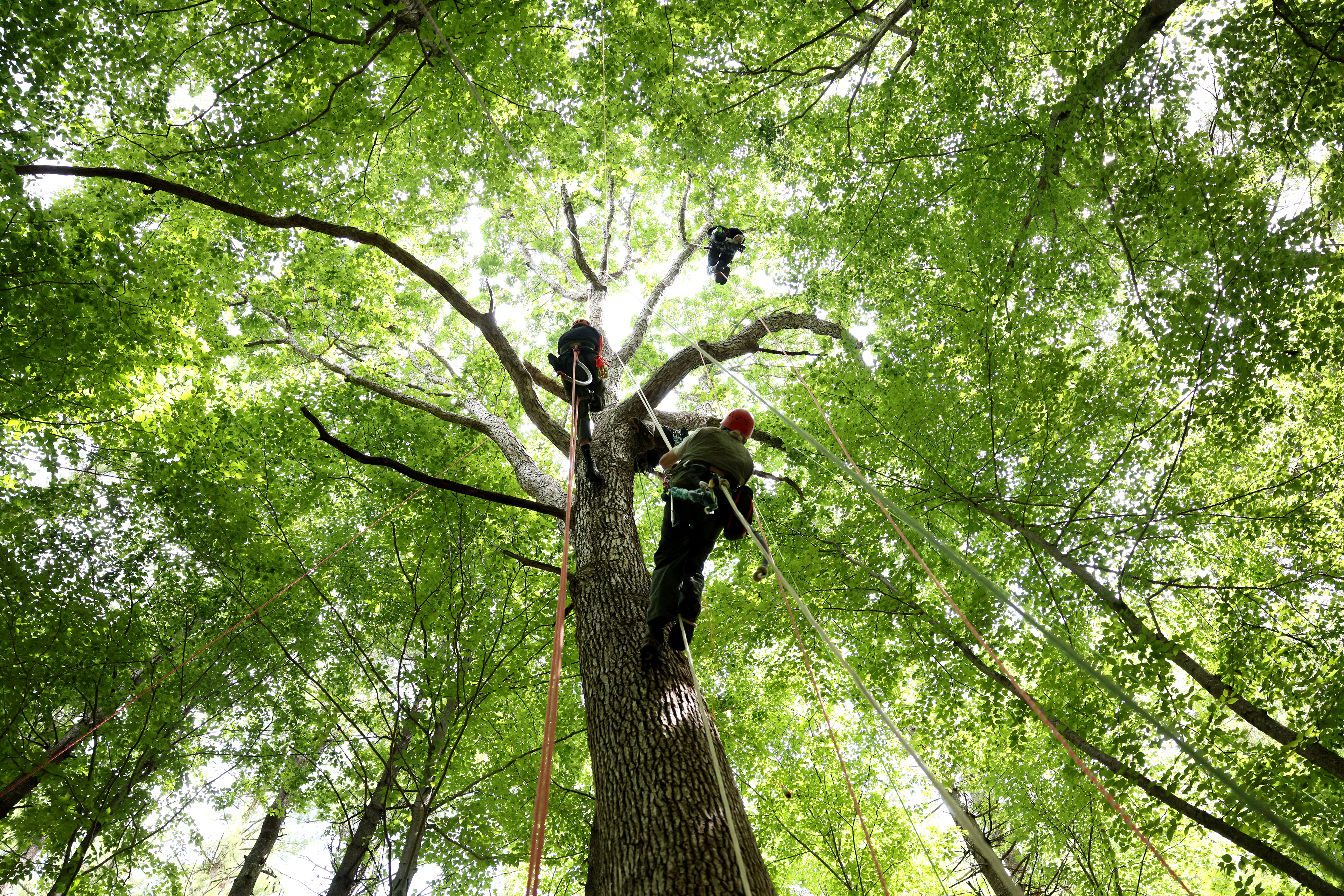 Climb a tree. Face death. Find yourself? - The Boston Globe