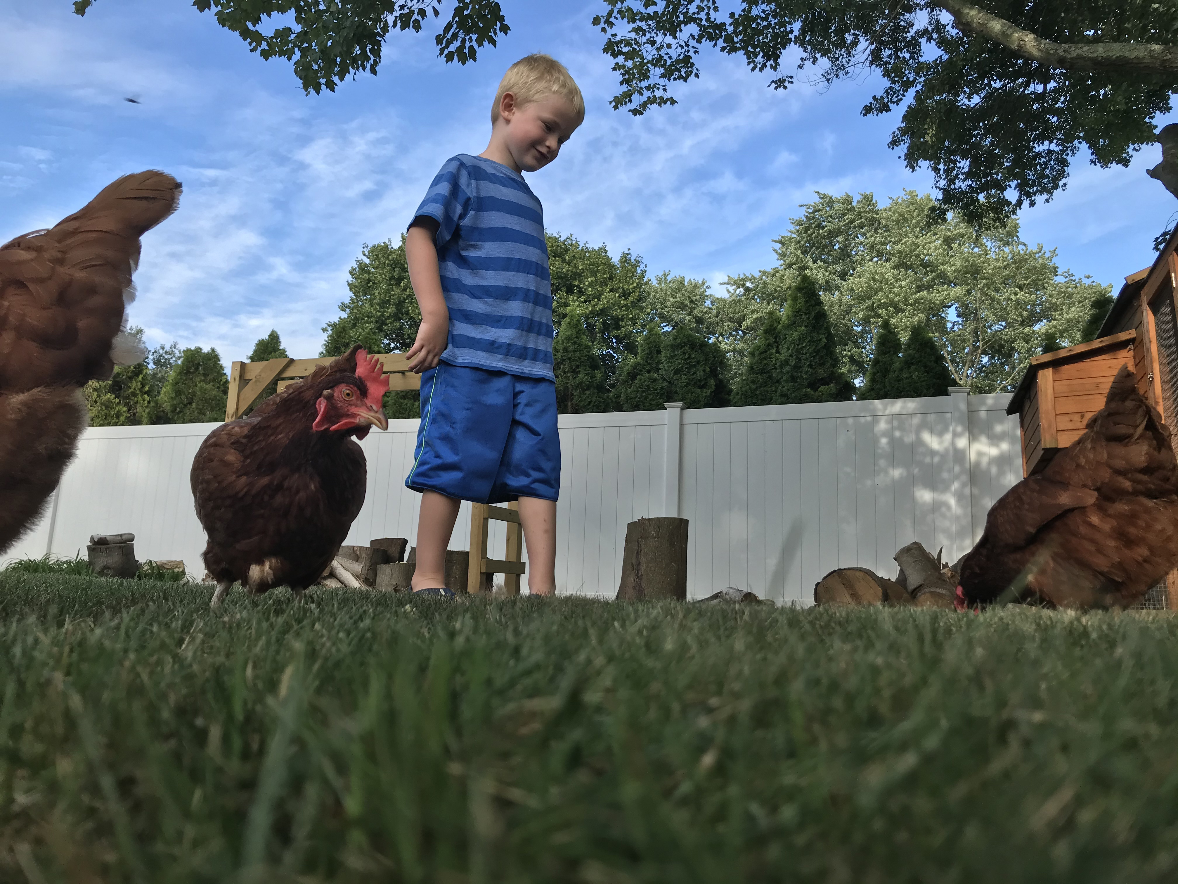 Zoya the chicken and the author’s son, Hunter.