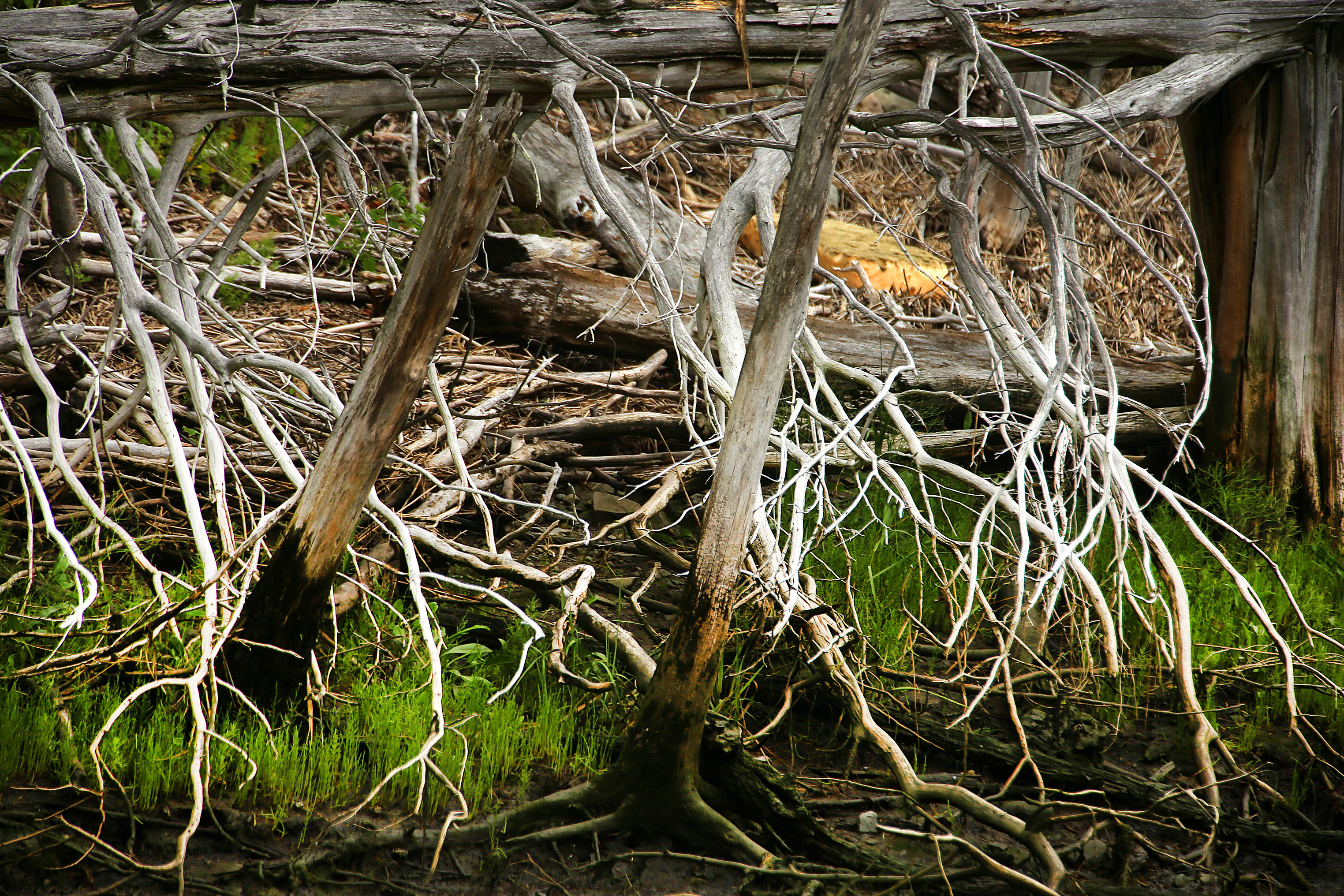 Tree roots form a pattern along the shoreline at Land's End.