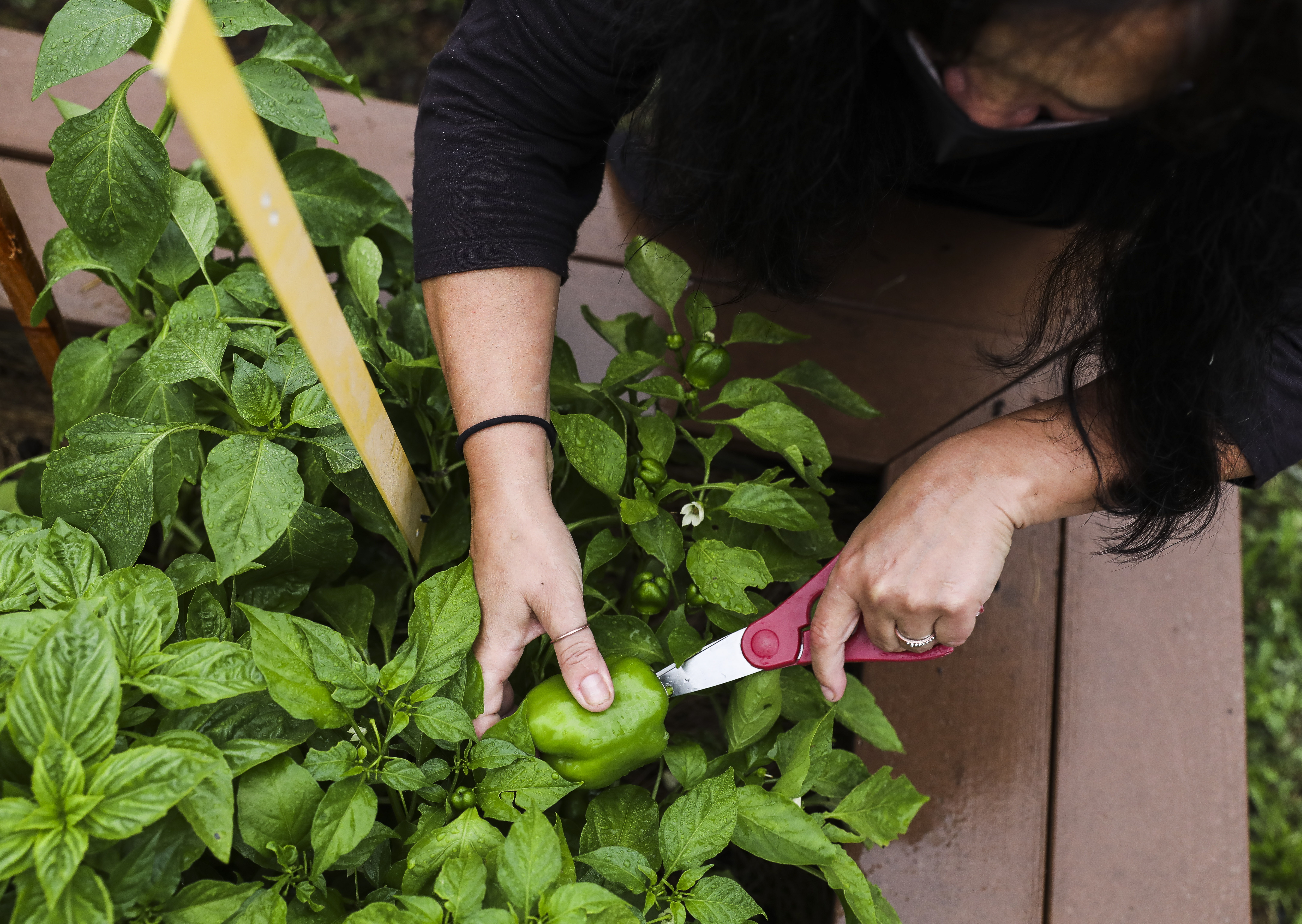 Carolina Castillo-Carbona harvested peppers.