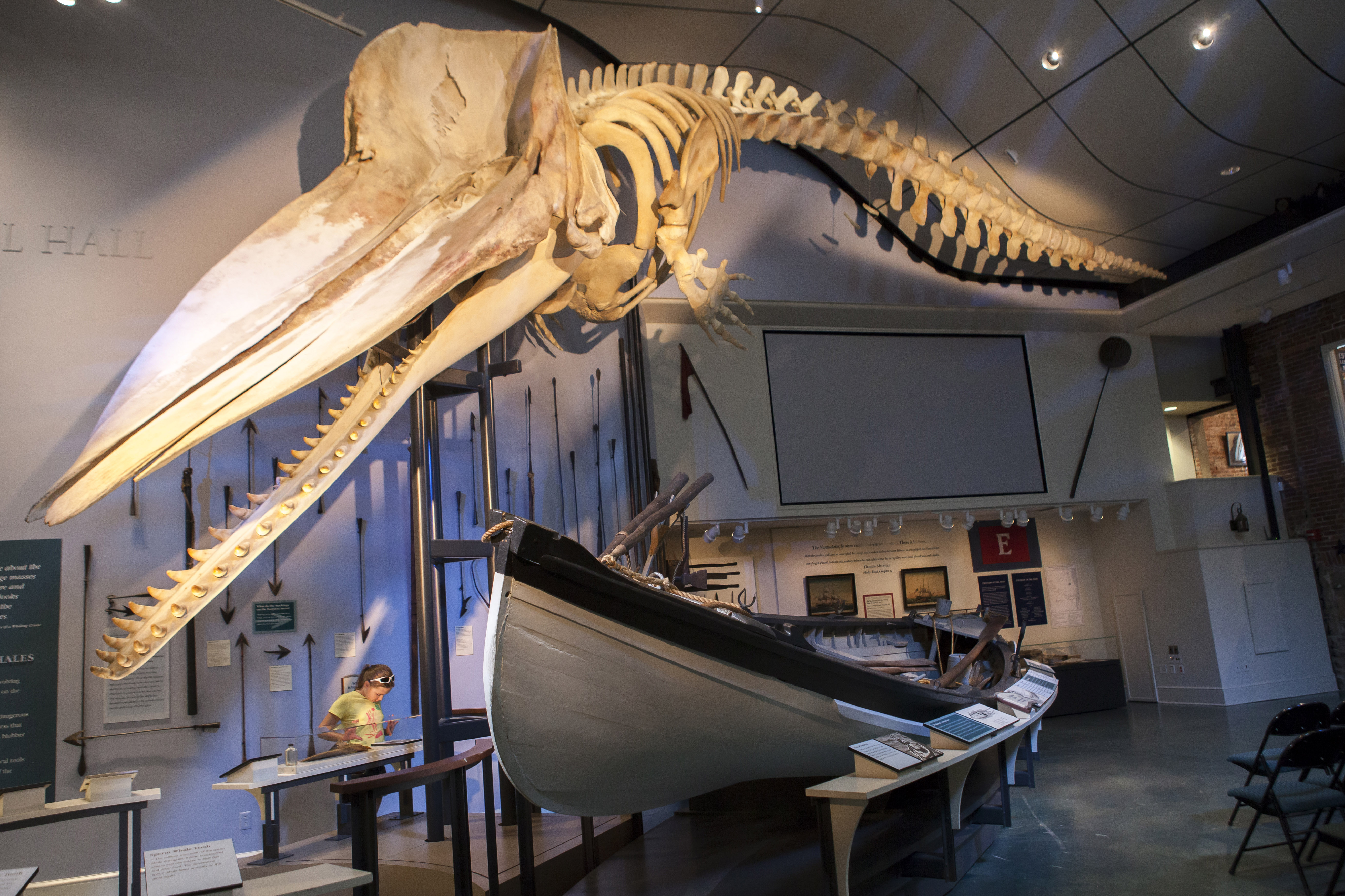 The Nantucket Whaling Museum has on display the skeleton of a 46-foot bull sperm whale that died in 1998 of natural causes on Siasconset's Low Beach on the island.