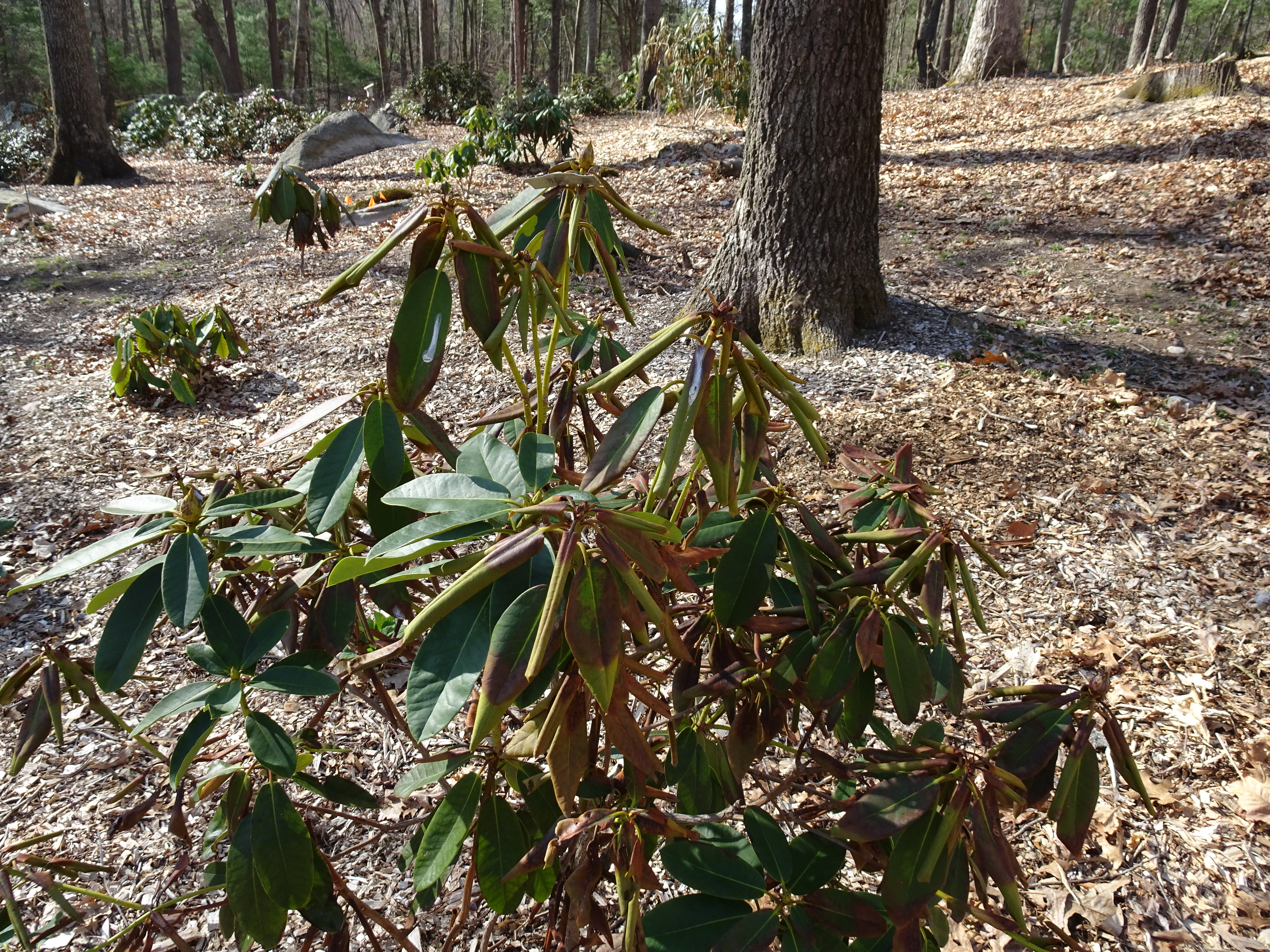Dead rhododendrons in New England? Here are tips for spring revival