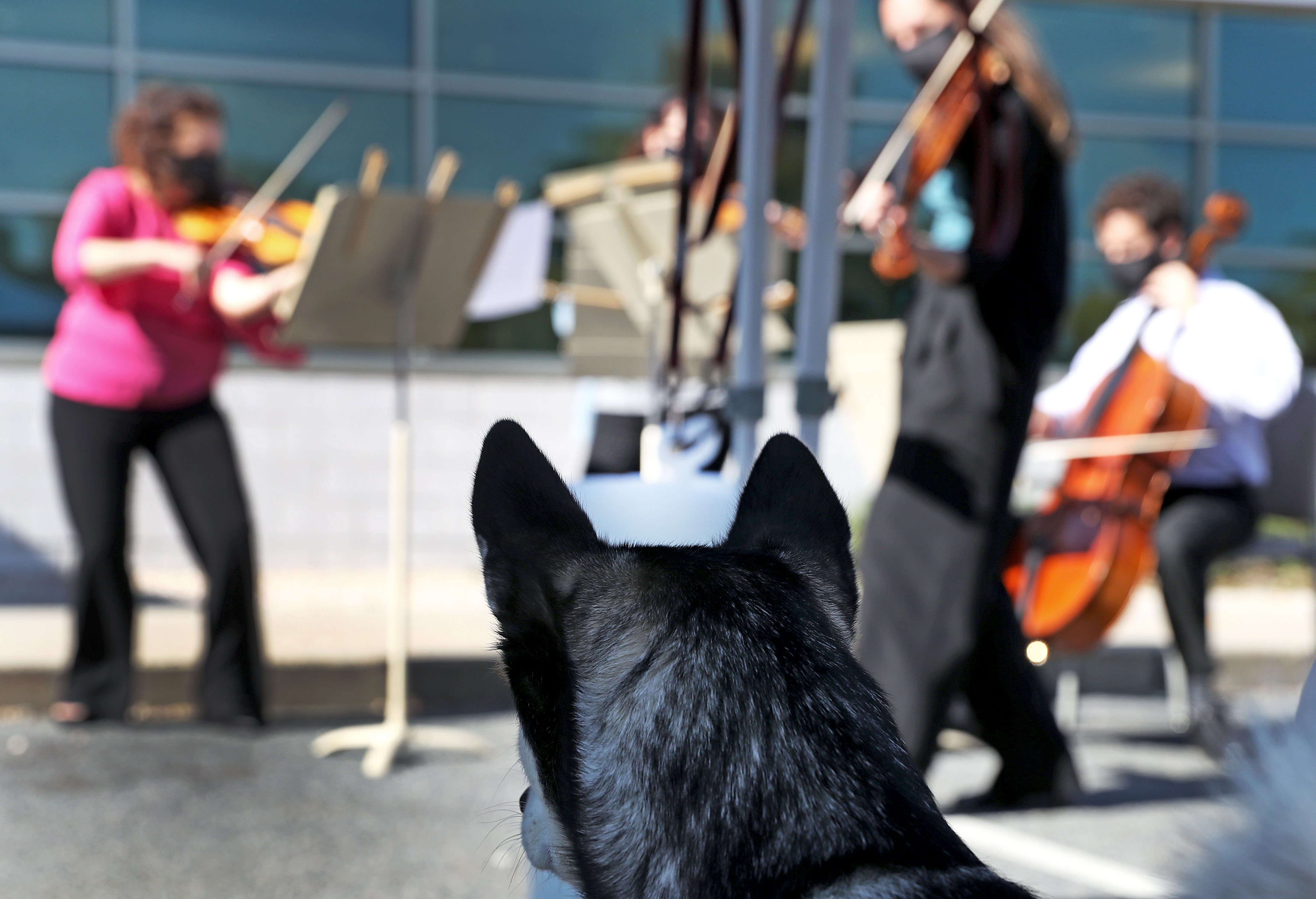 A dog named Ruby stood at attention as BSO musicians played outside the Angell Animal Medical Center in Jamaica Plain.